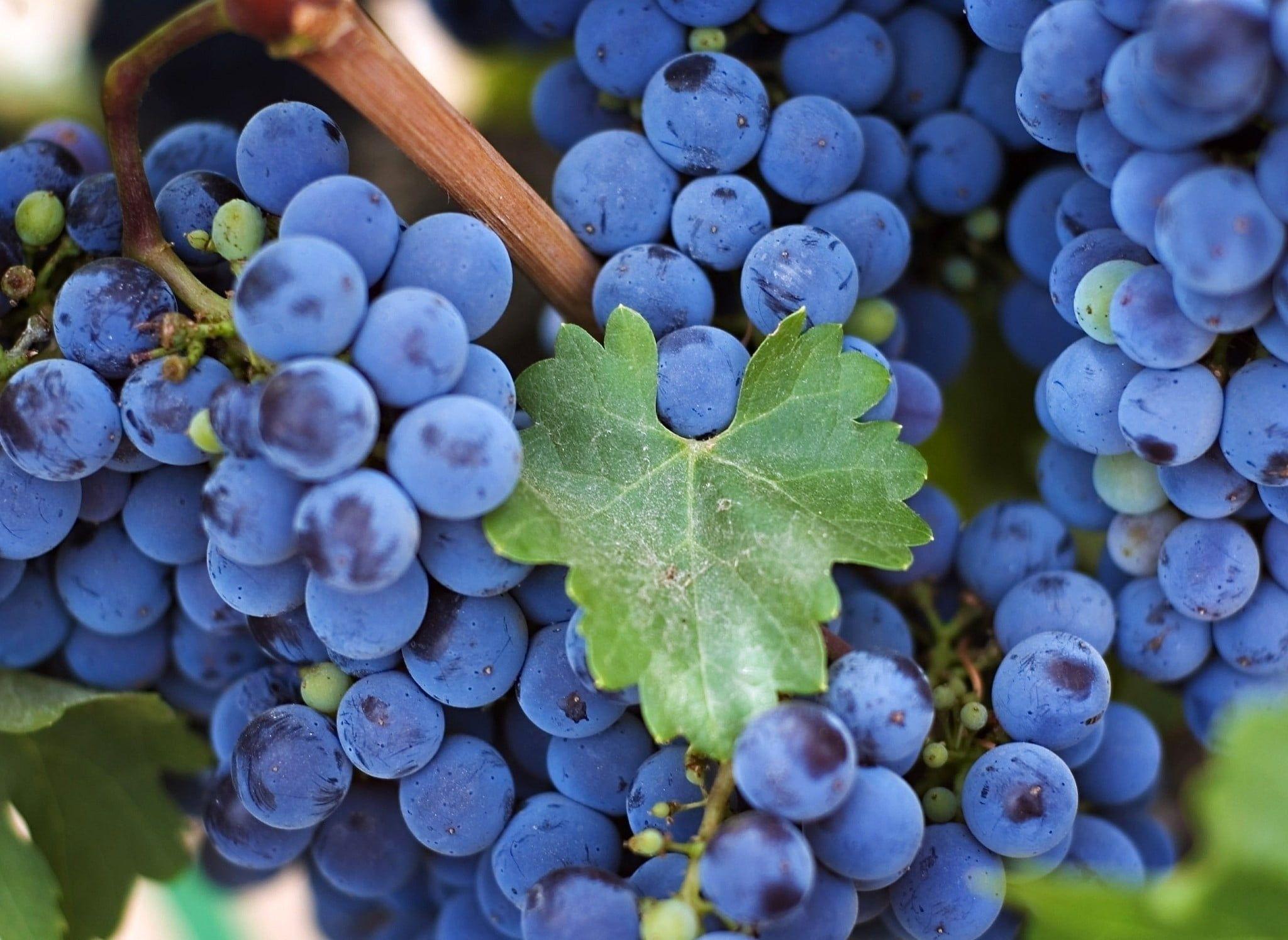 2048x1495 Blueberry Wallpaper HD Wallpaper