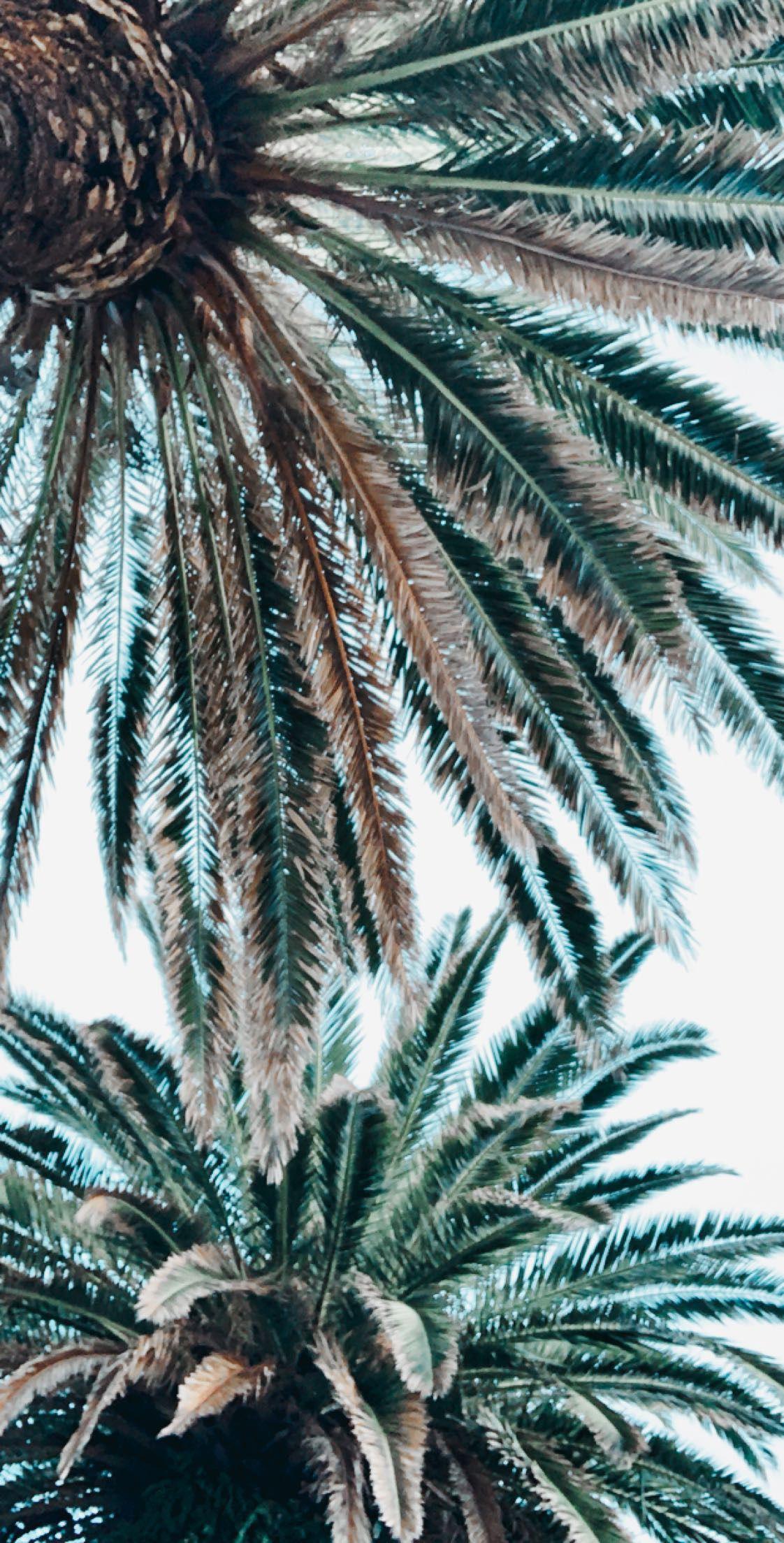 1122x2208 Palm trees. Palm tree background, Palm trees wallpaper, Tree wallpaper iphone