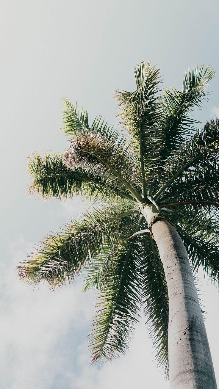 736x1308 Palm Tree iPhone Wallpaper Collection 10s Wallpaper Palm Trees HD Wallpaper