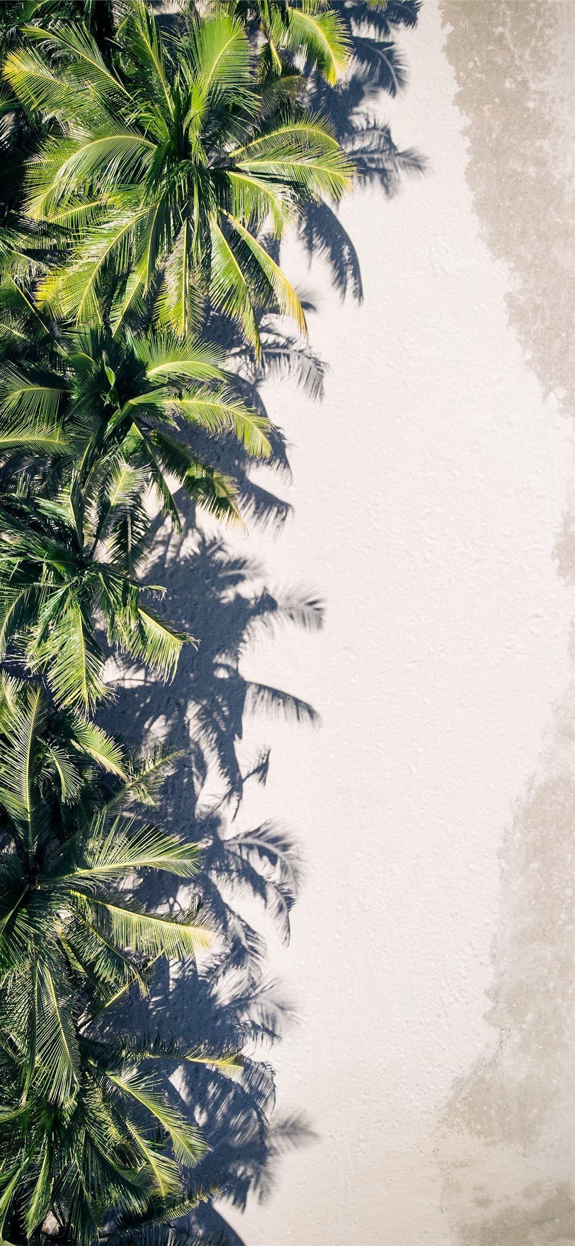 1125x2436 coconut palm trees #Christmastree #tree #summer #palmtree #tropical #vietnam #iPhone11Wallpap. Palm trees wallpaper, Tree wallpaper iphone, Beach wallpaper iphone