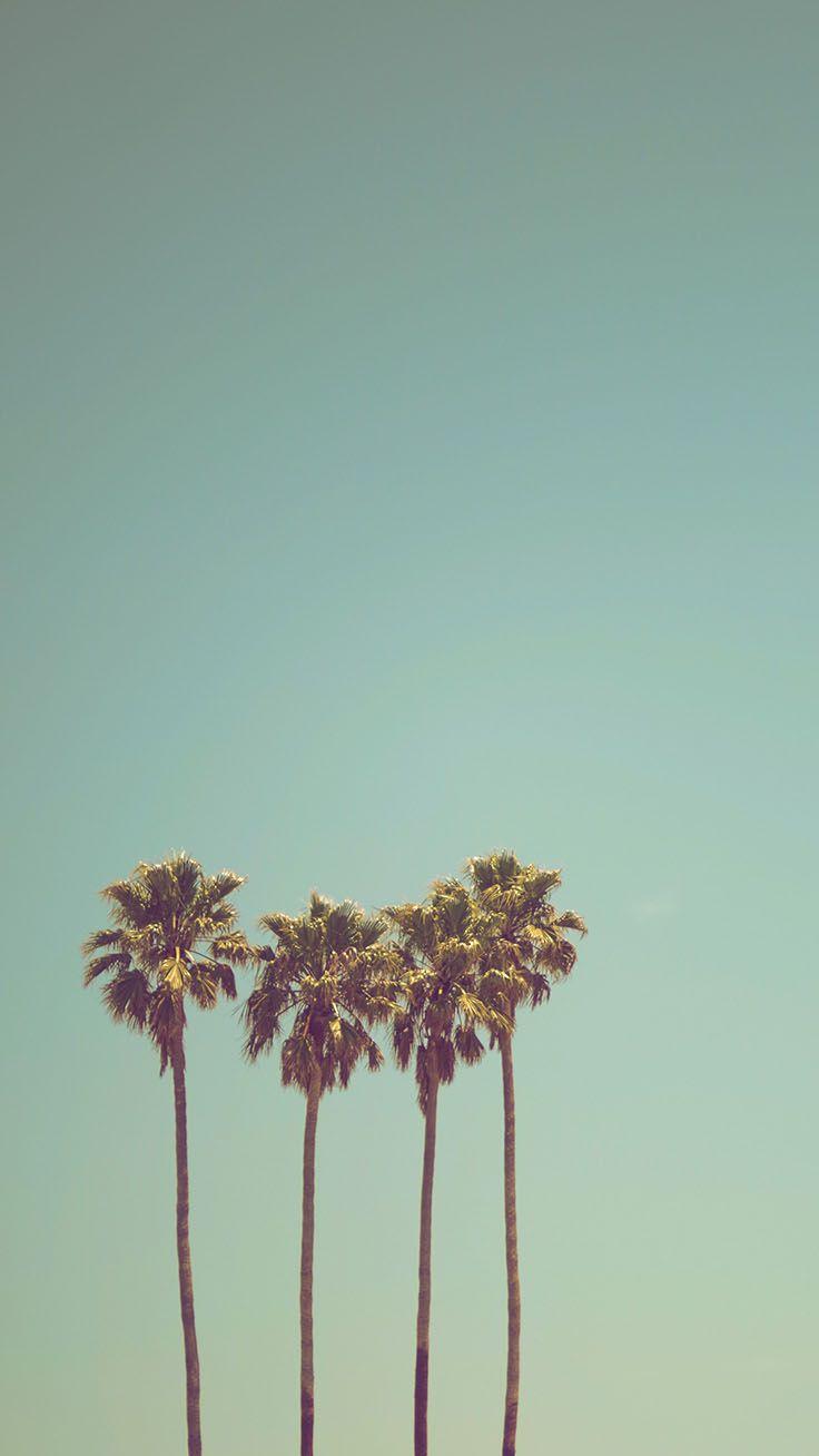 736x1308 Palm Tree iPhone Wallpaper Collection Tree Wallpaper HD