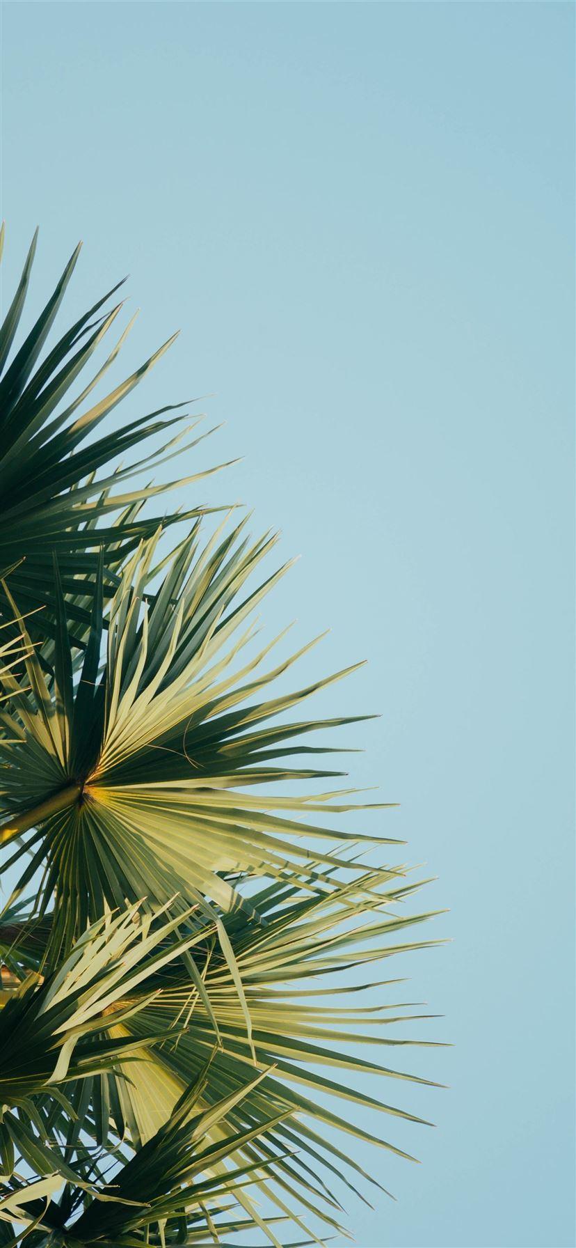 1125x2436 iPhone 11 Wallpaper Palm Trees