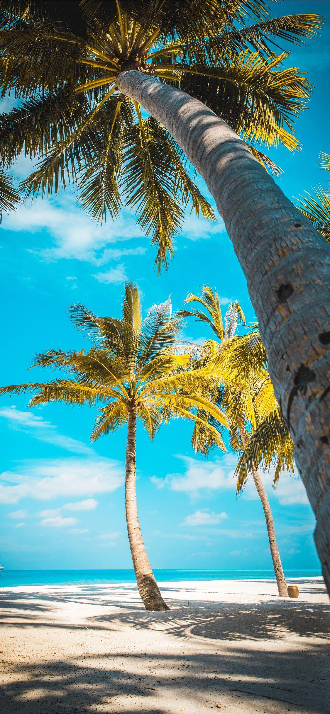 1125x2436 iPhone Palm Tree Beach Background