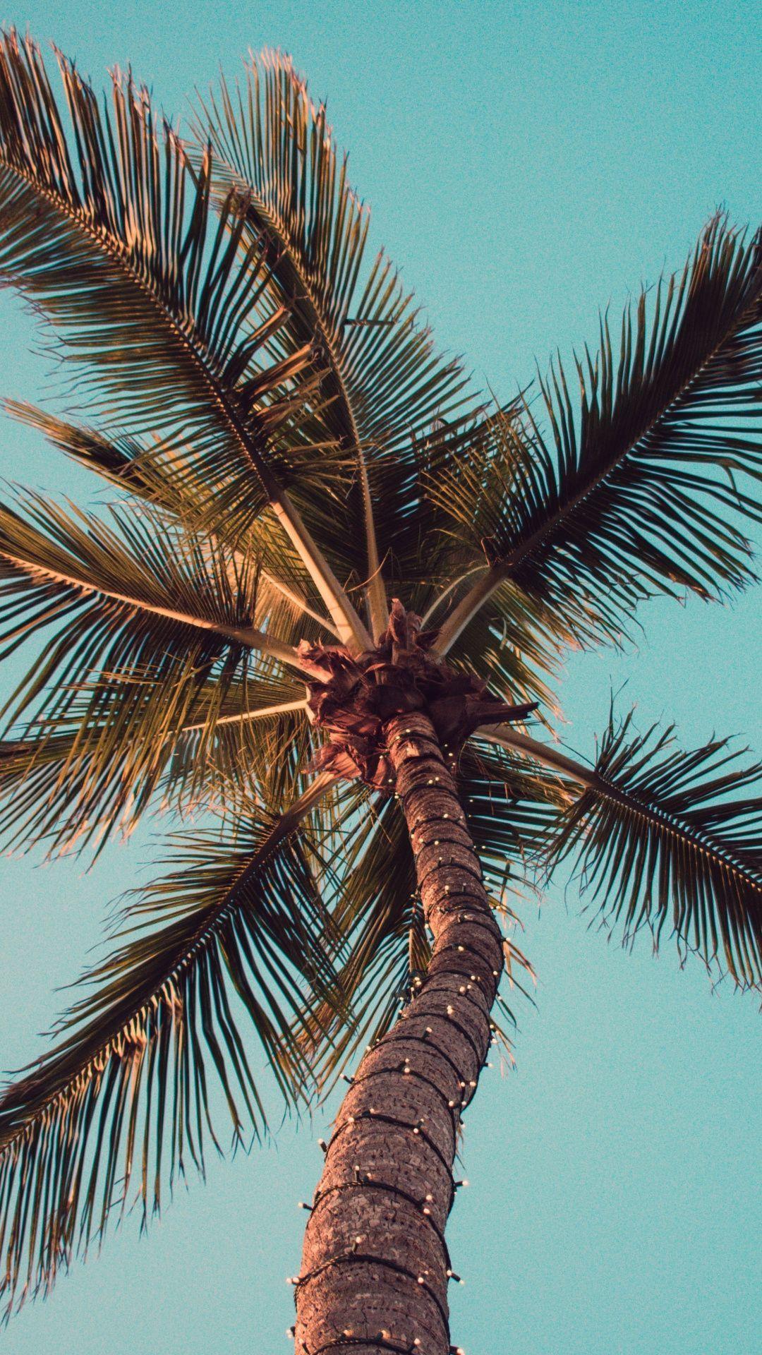 Palm Tree Iphone Hd Wallpapers Top Free Palm Tree Iphone Hd