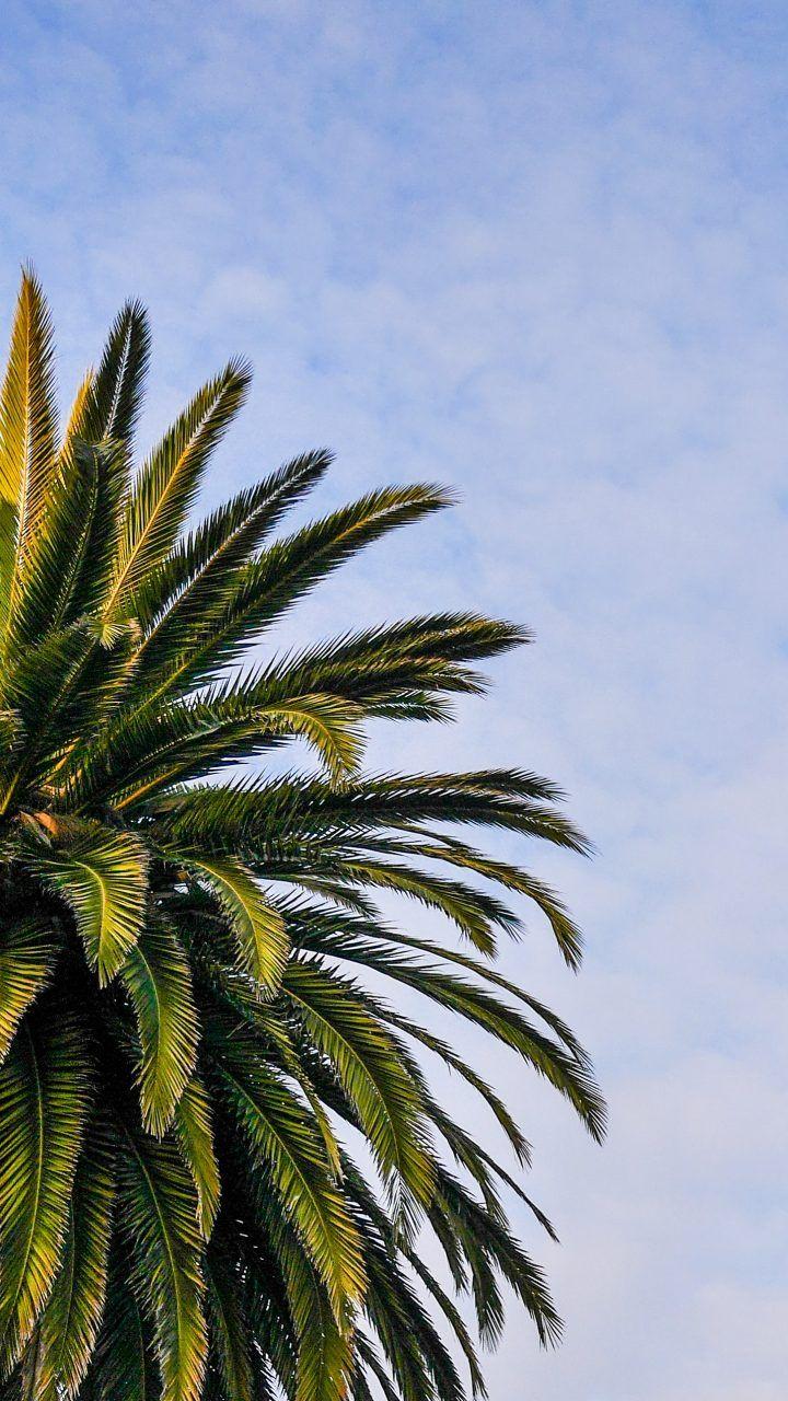 720x1280 Palm Wallpaper Palm Trees Wallpaper & Background Download