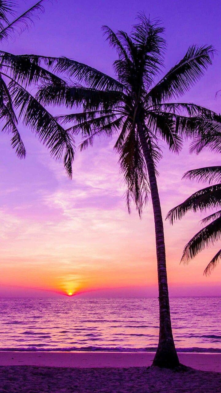 720x1280 Tree, Sky, Tropics, Nature, Palm Tree, Sunset, iPhone Tree Sunset HD Wallpaper