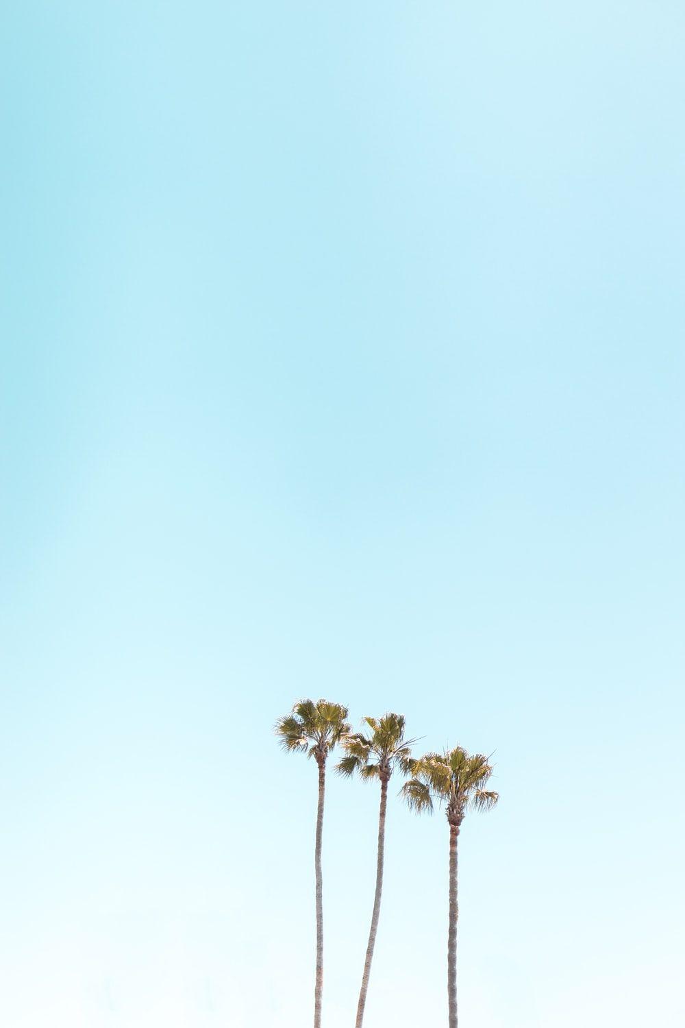 1000x1500 iPhone 8 Wallpaper: Free HD Download [HQ]