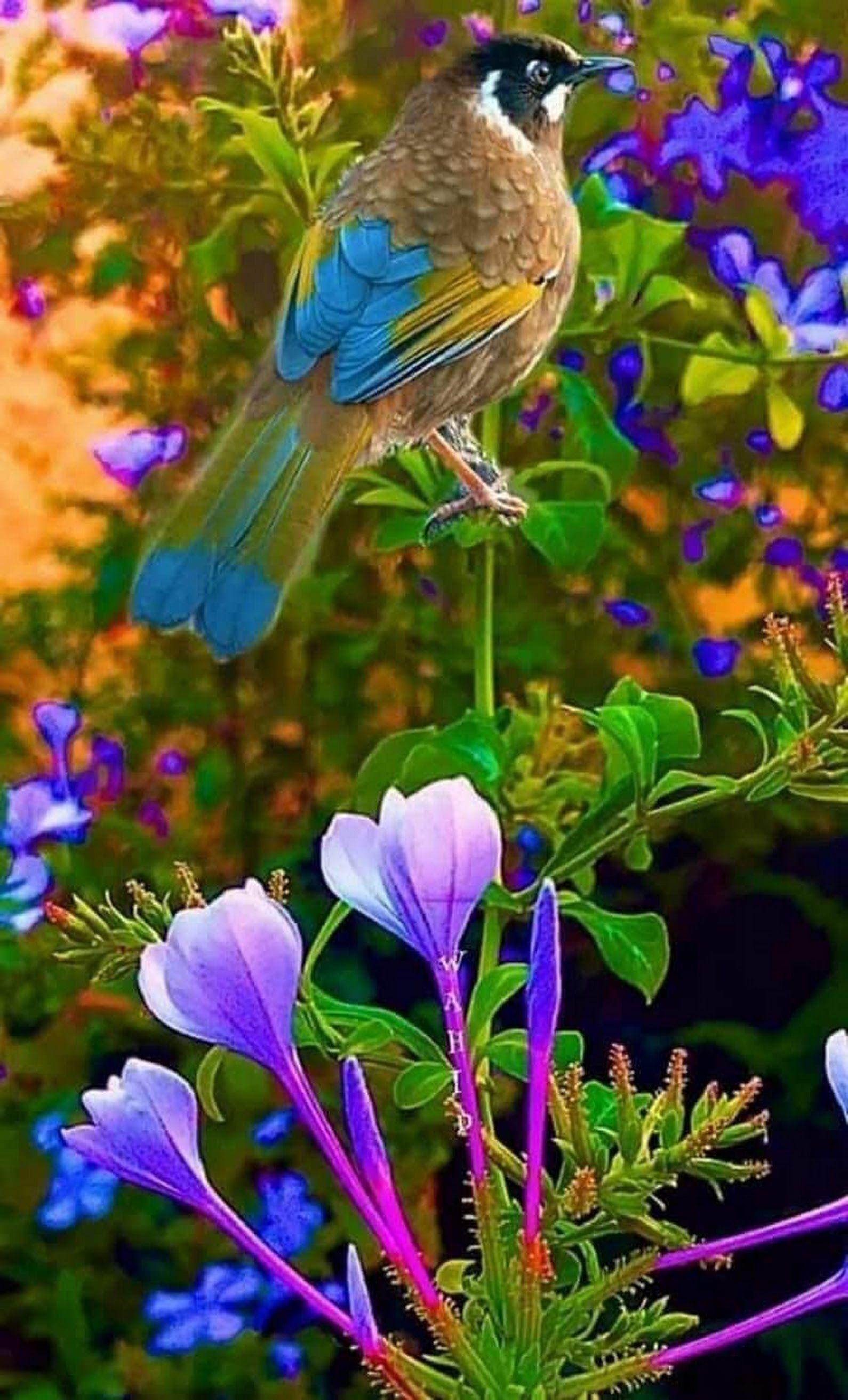 Beautiful Bird and Flower Wallpapers - Top Free Beautiful Bird and