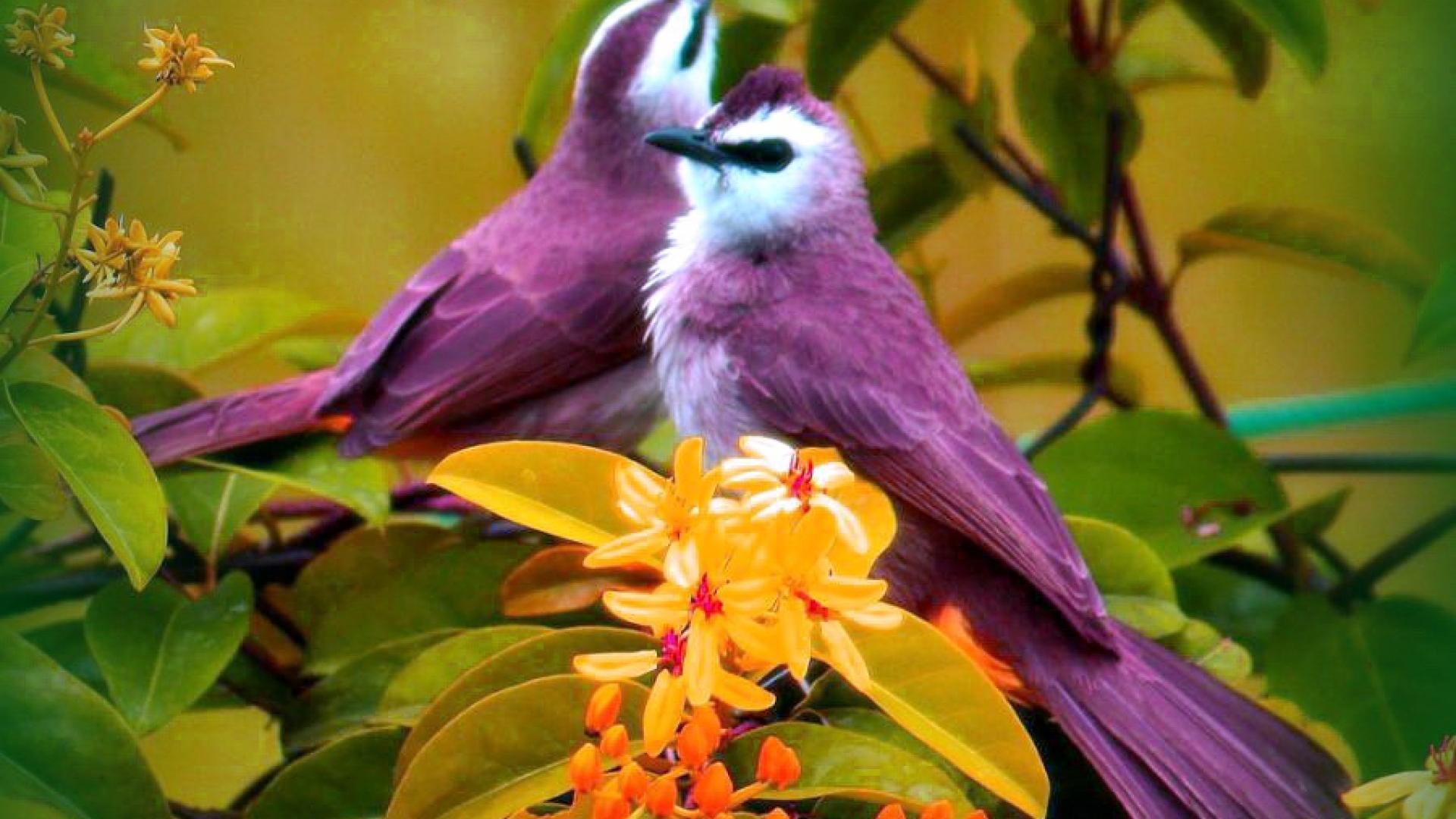 Beautiful Bird And Flower Wallpapers Top Free Beautiful Bird And 