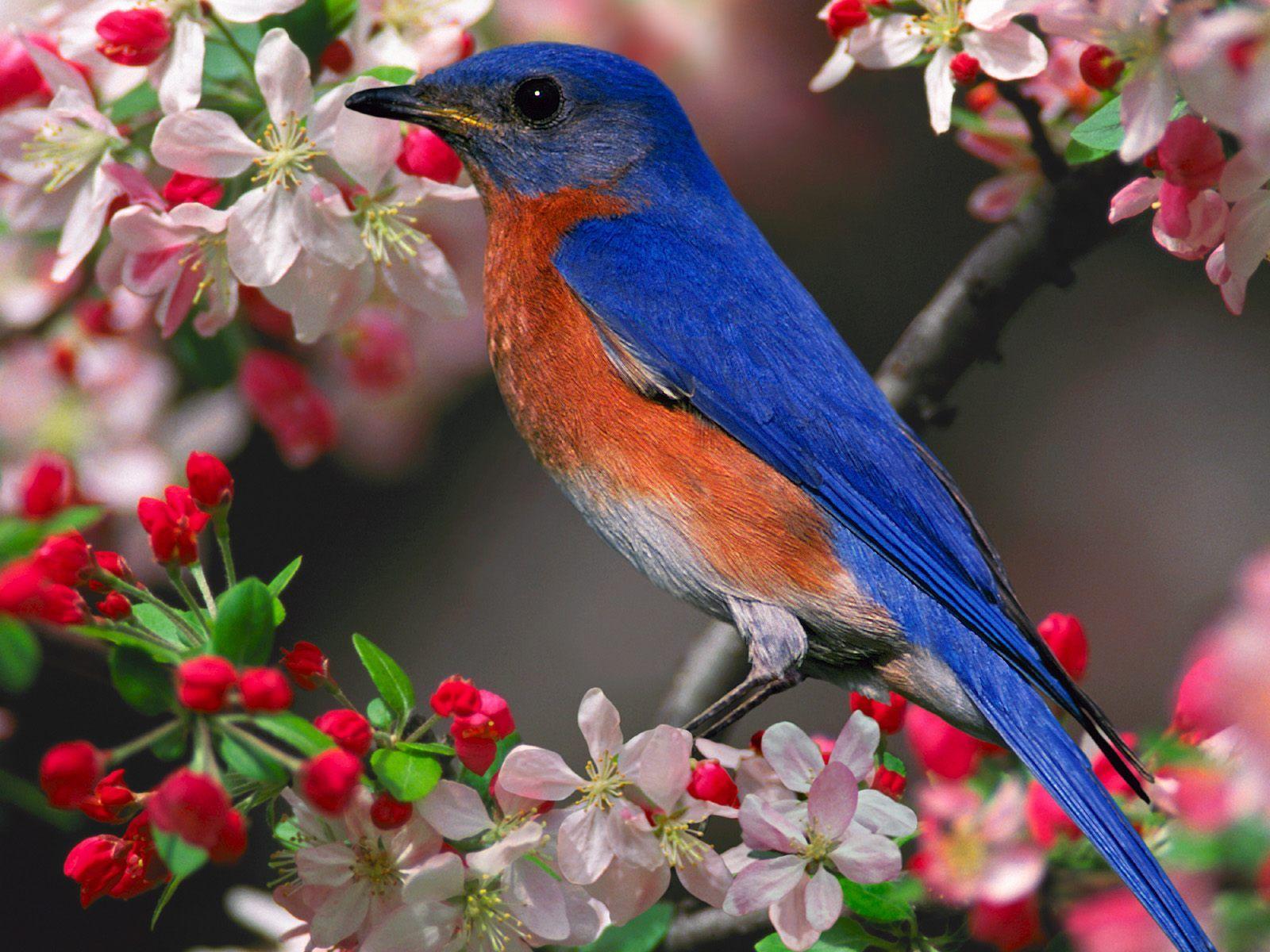 Bird With Flowers Wallpapers  Wallpaper Cave