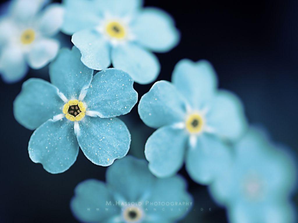 1024x768 Free download beautiful flowers [1024x768] for your Desktop, Mobile & Tablet. Explore Pretty Flowers Wallpaper. Pretty Flowers Picture Desktop Wallpaper, Cute Pretty Flowers Wallpaper, Beautiful Flowers Image Wallpaper
