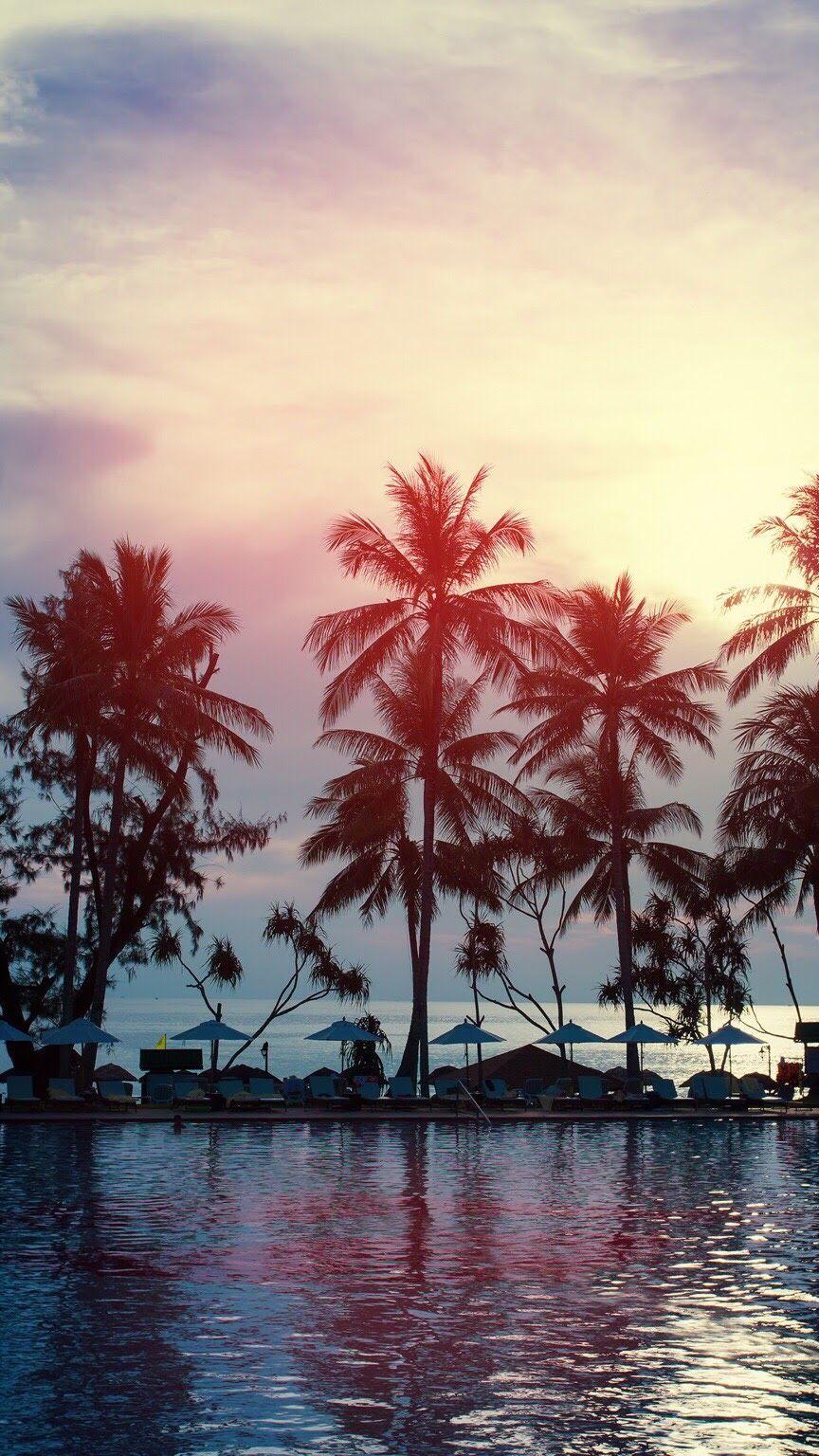 864x1536 iPhone Xr Palm Tree HD Wallpaper