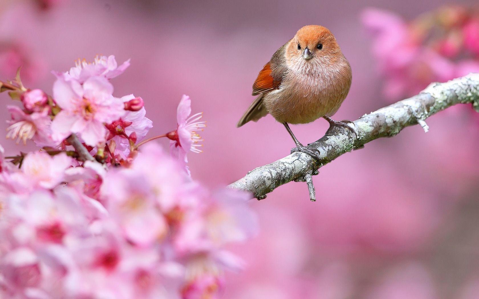 Hình nền chim và hoa mùa xuân 1680x1050 của Ladygaga Revelwallpapernet - Hình nền đẹp Những chú chim dễ thương - 1680x1050 - Tải xuống Hình nền HD