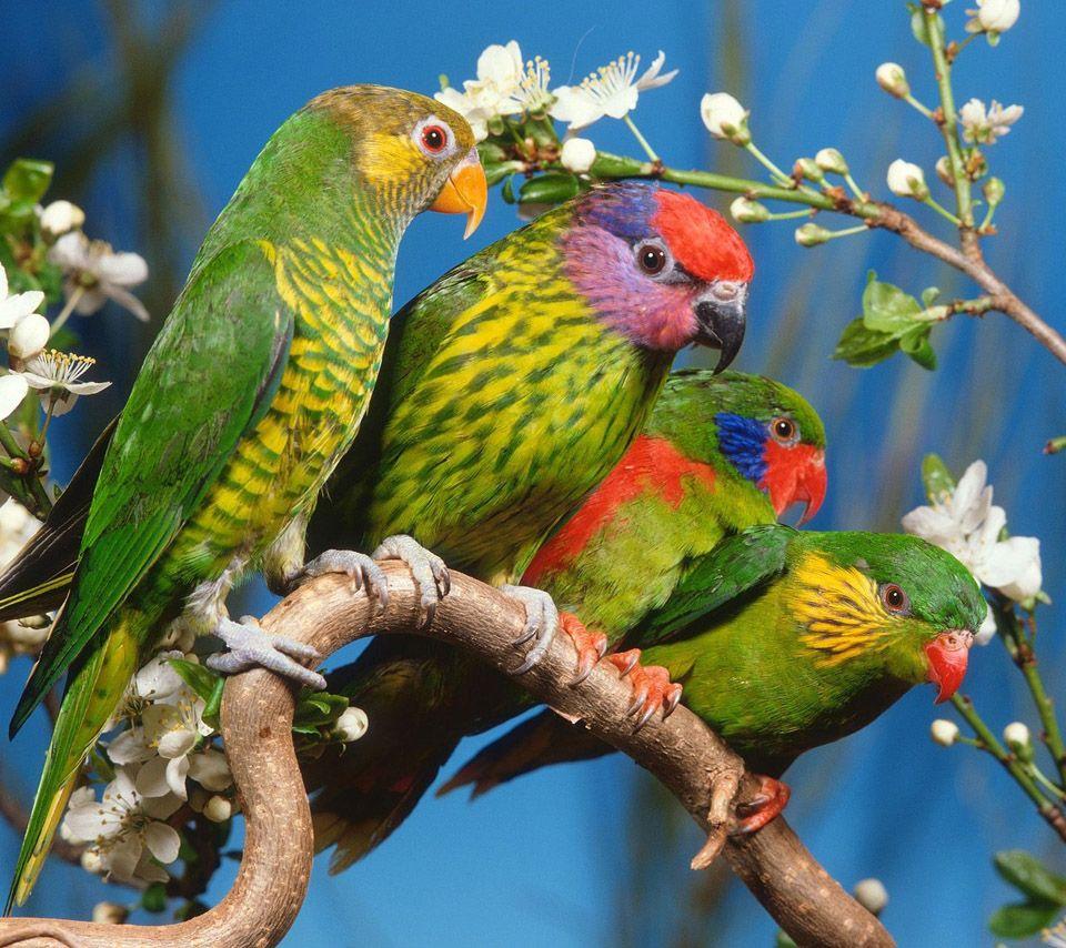 960x854 Inspirational Beautiful Image Of Flowers and Birds. Top Collection of different types of flowers in the image HD