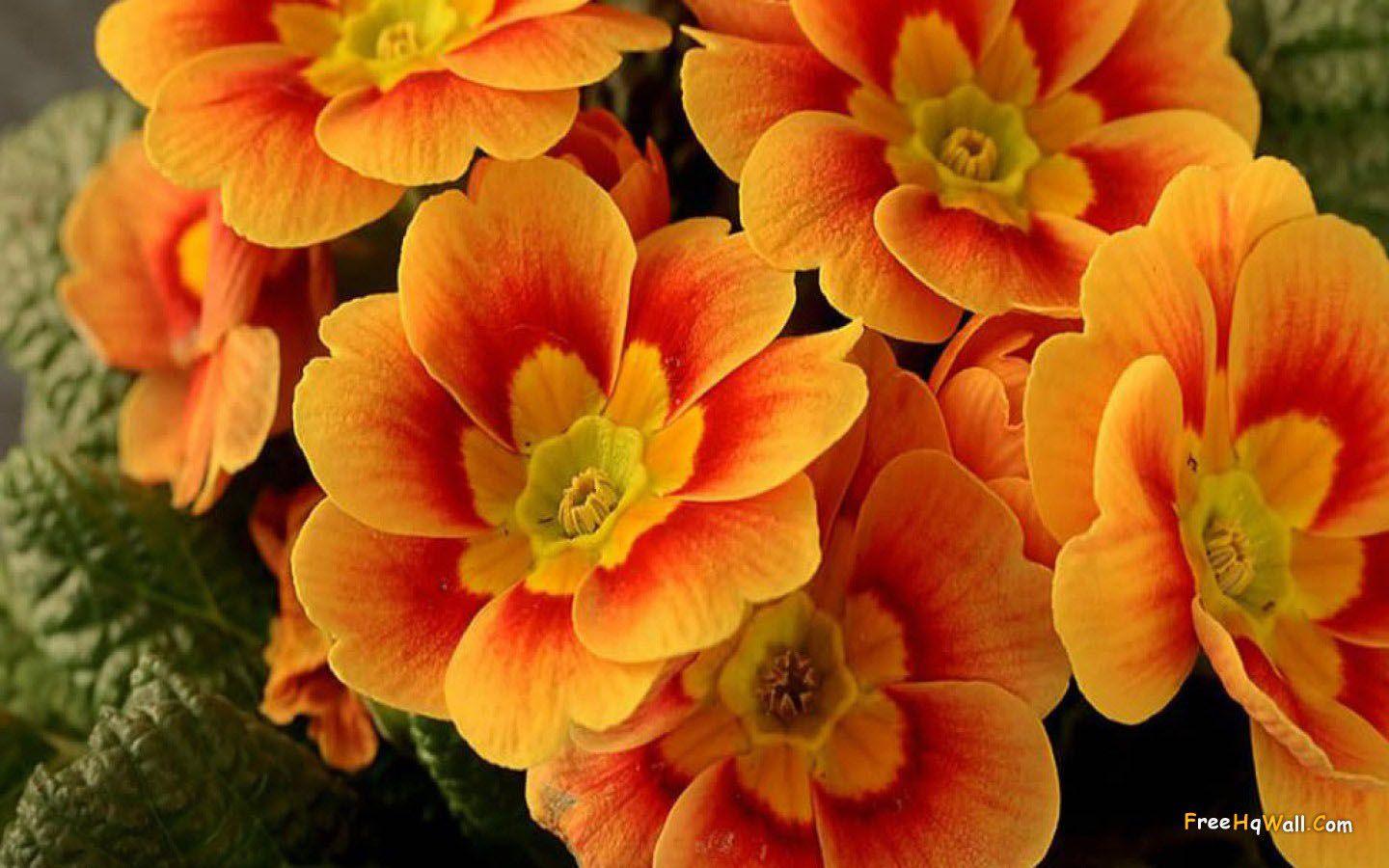 1440x900 Beautiful Flower Wallpaper for your desktop