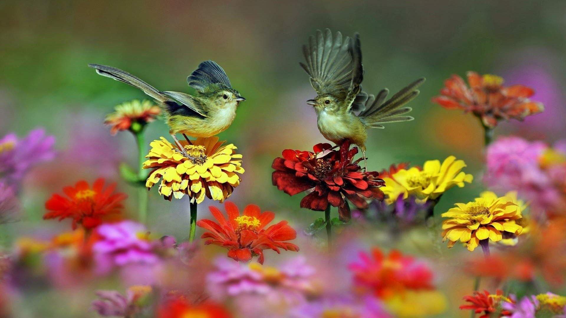 Beautiful Bird And Flower Wallpapers TopHinhAnhDep