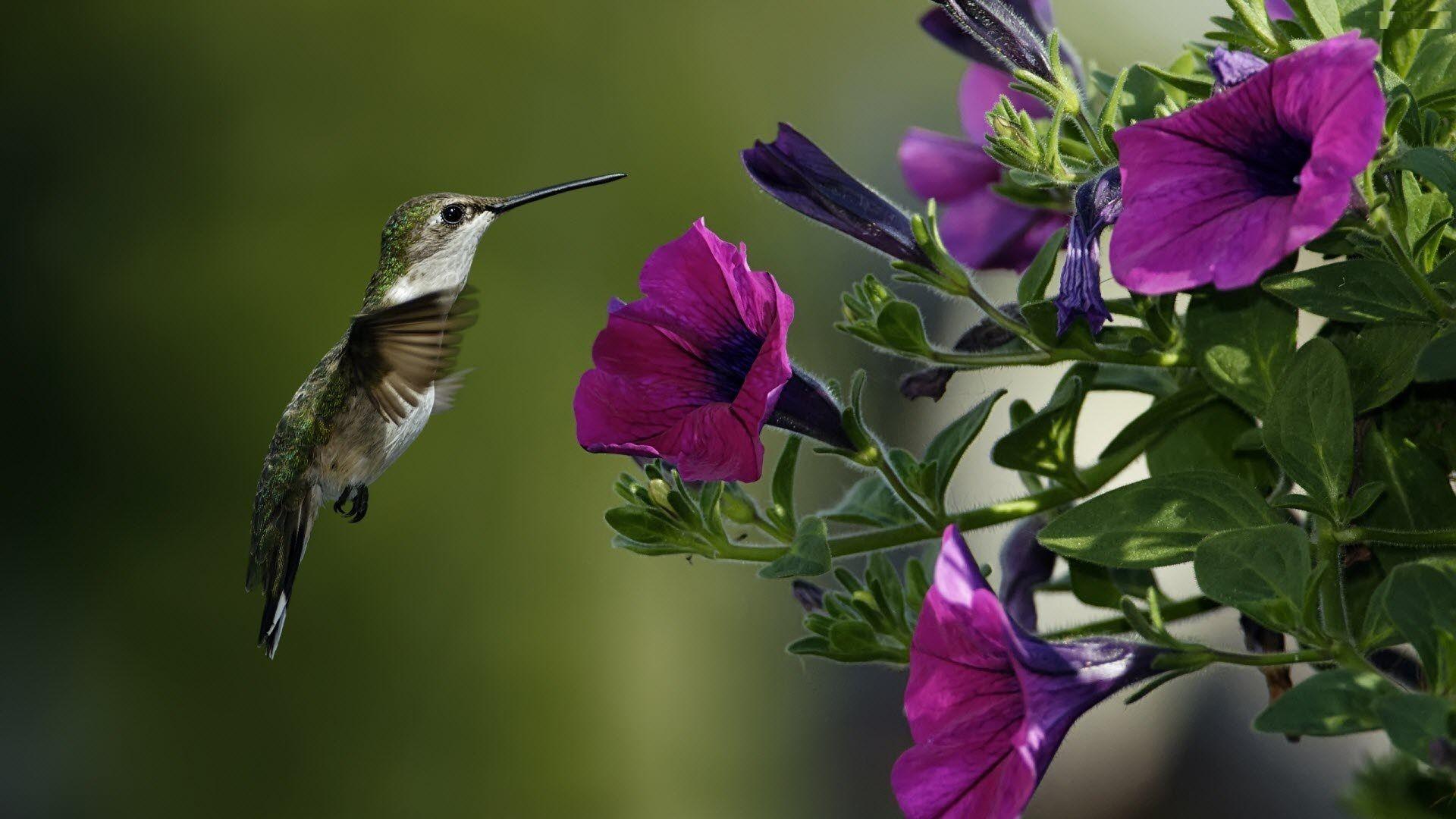 1920x1080 Purple Flowers Desktop Wallpaper, Purple Flower Image, New Background