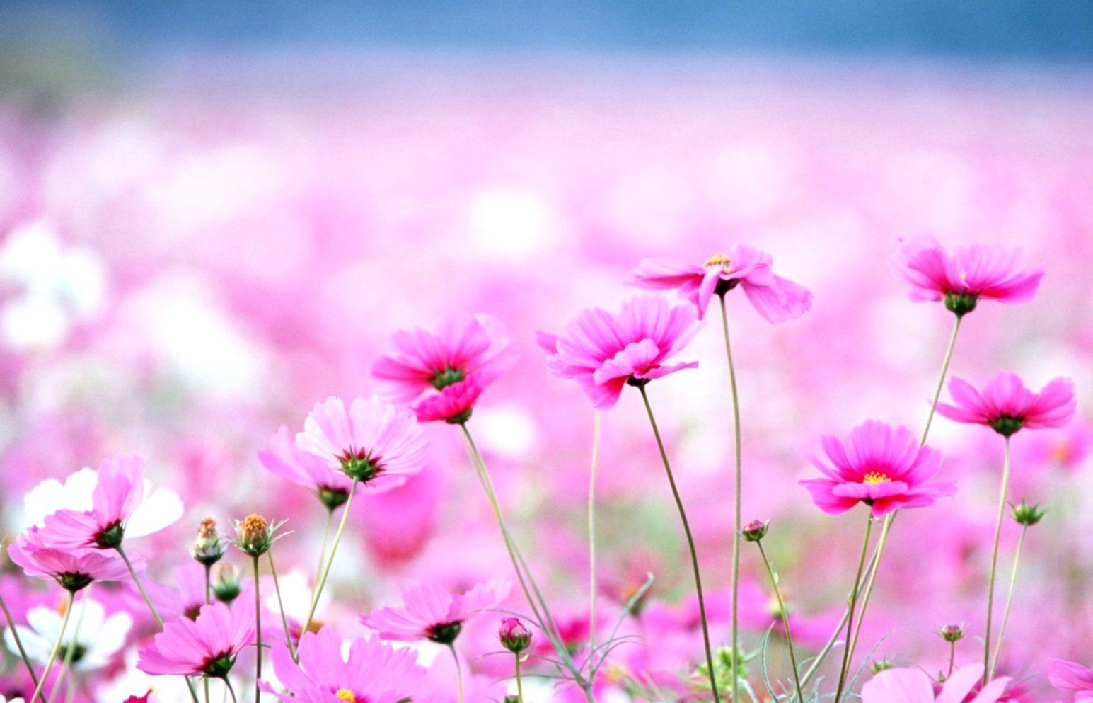 1545x993 Pretty Flower Wallpaper