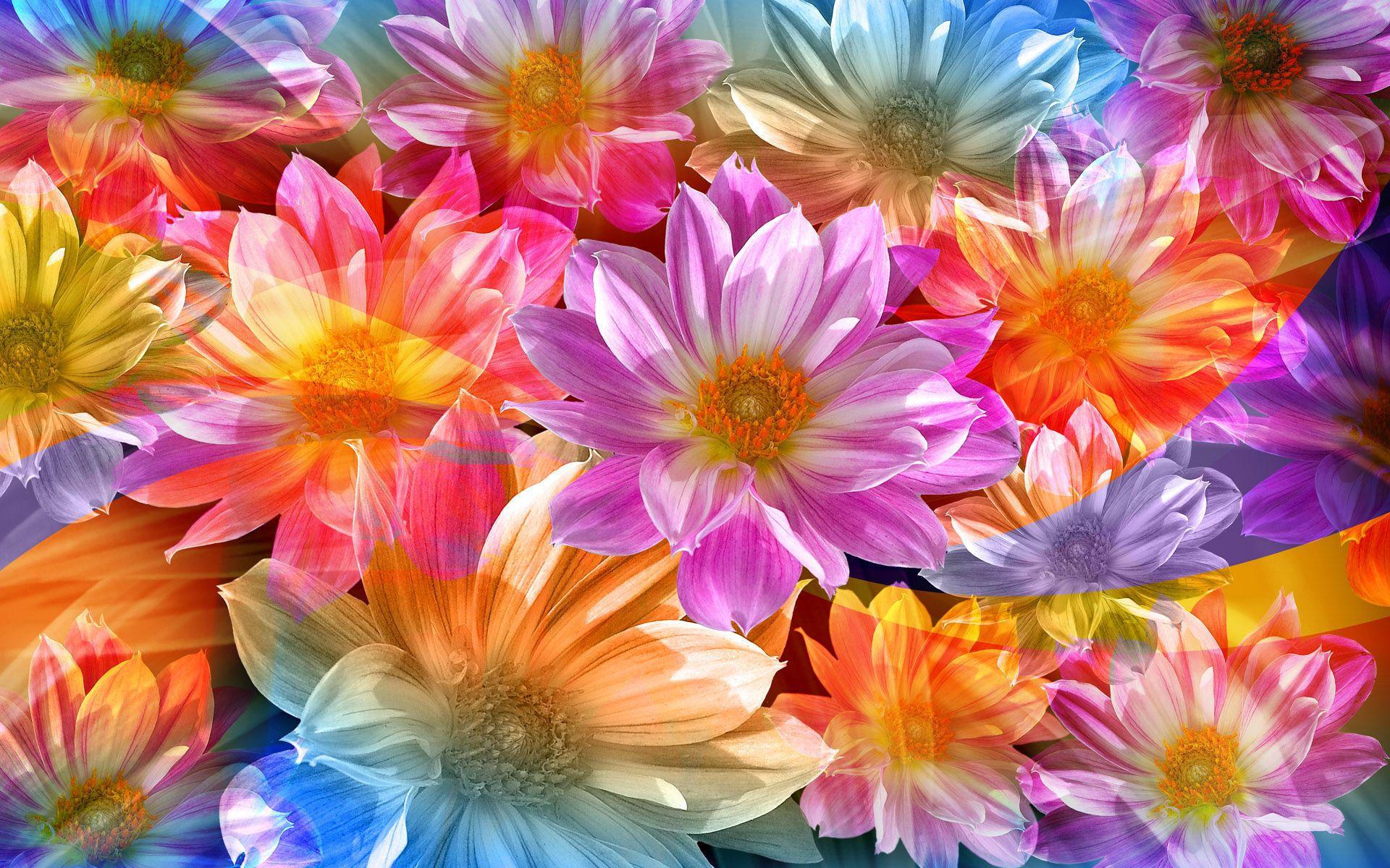 1920x1200 Luxury Pretty Flower Image Free. Top Collection of different types of flowers in the image HD