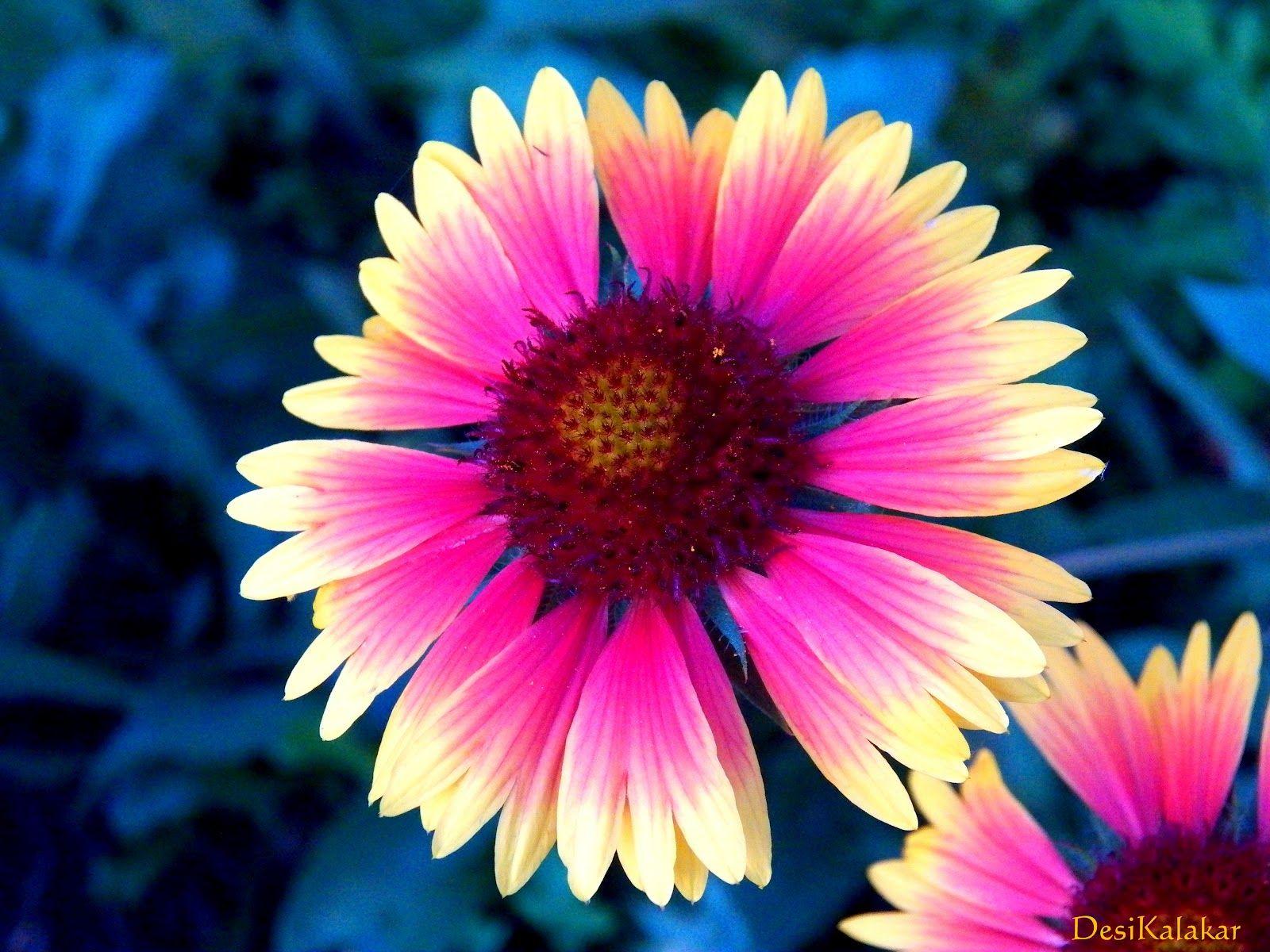 1600x1200 Pretty Flower Picture wallpaperx1200