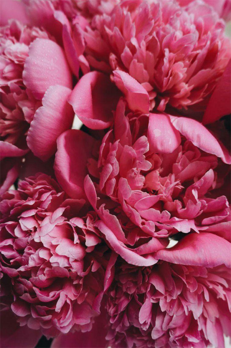 757x1137 Pretty flowers Wallpaper