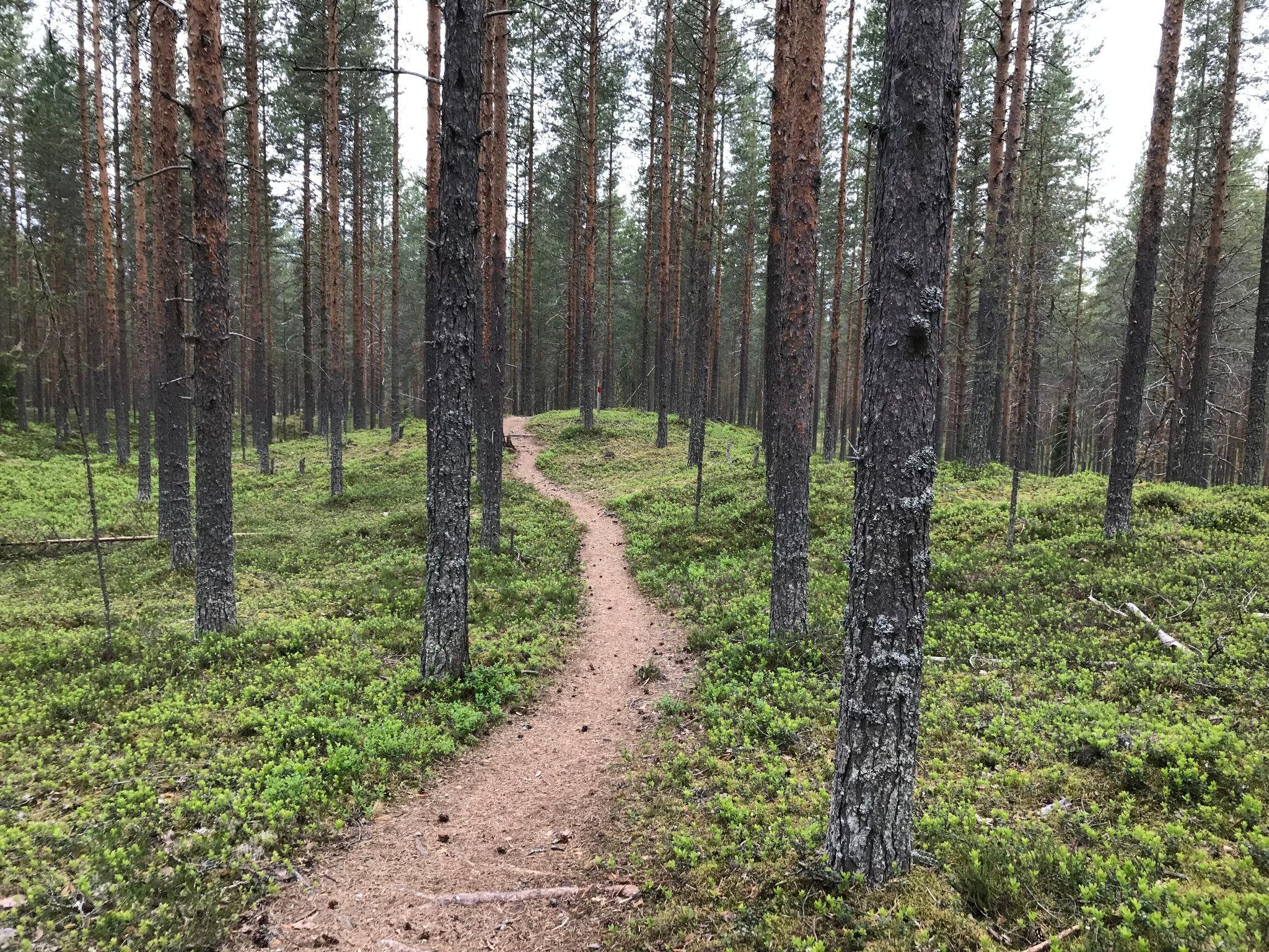 2048x1536 Hiukka Pöllyvaara MTB Trail 5 Km, Vuokatti Finland • Mountain Biking