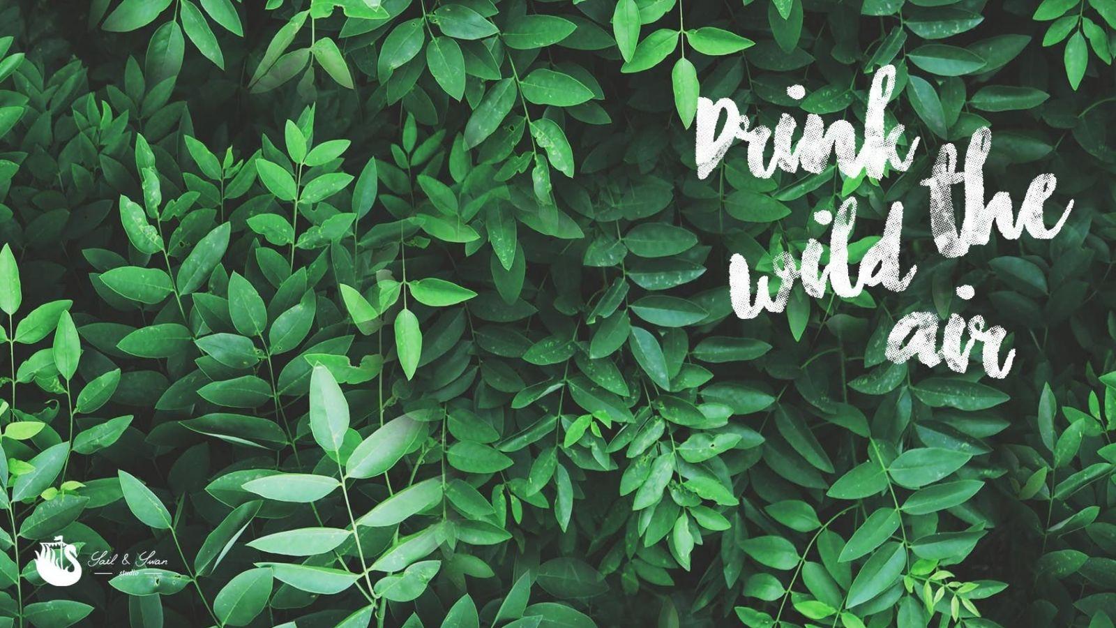 1600x900 Tropical Leaves Desktop Wallpaper Download At Wallpaperbro Wallpaper Tropical Leaves HD Wallpaper