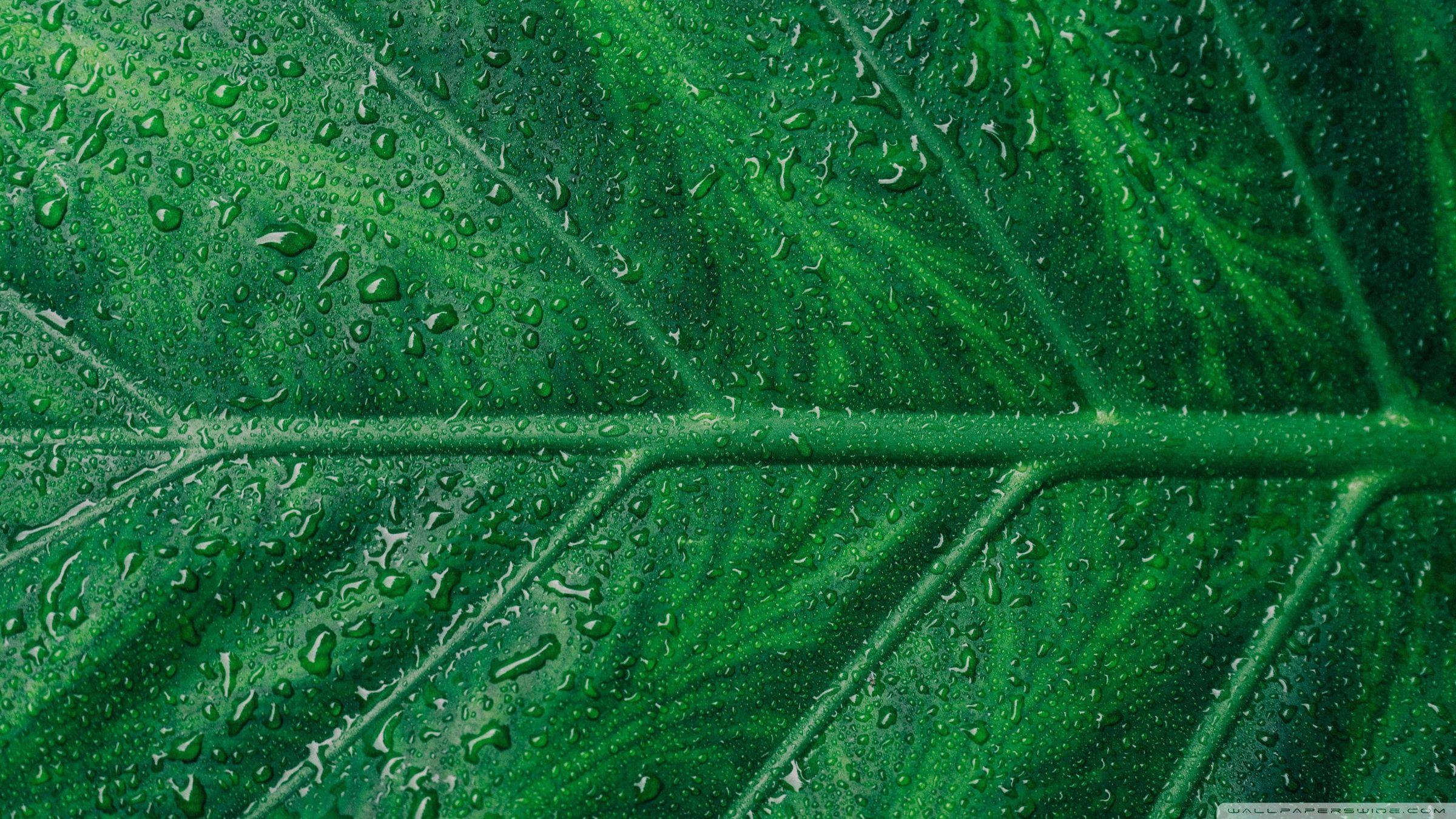 2400x1350 Green Leaf Aesthetic Ultra HD Desktop Background Wallpaper for 4K UHD TV : Widescreen & UltraWide Desktop & Laptop : Tablet