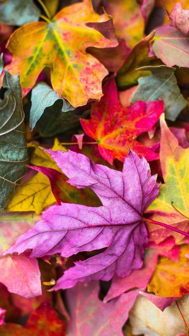 736x1308 Aesthetic Leaves Wallpaper Free HD Wallpaper