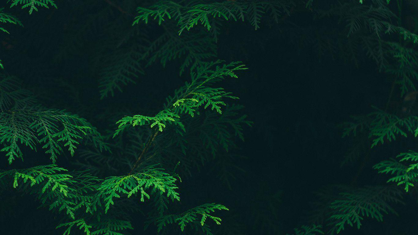 1366x768 Green Aesthetic Desktop Wallpaper