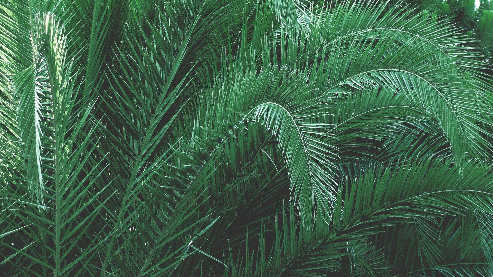 1920x1080 Aesthetic Green PC Wallpaper
