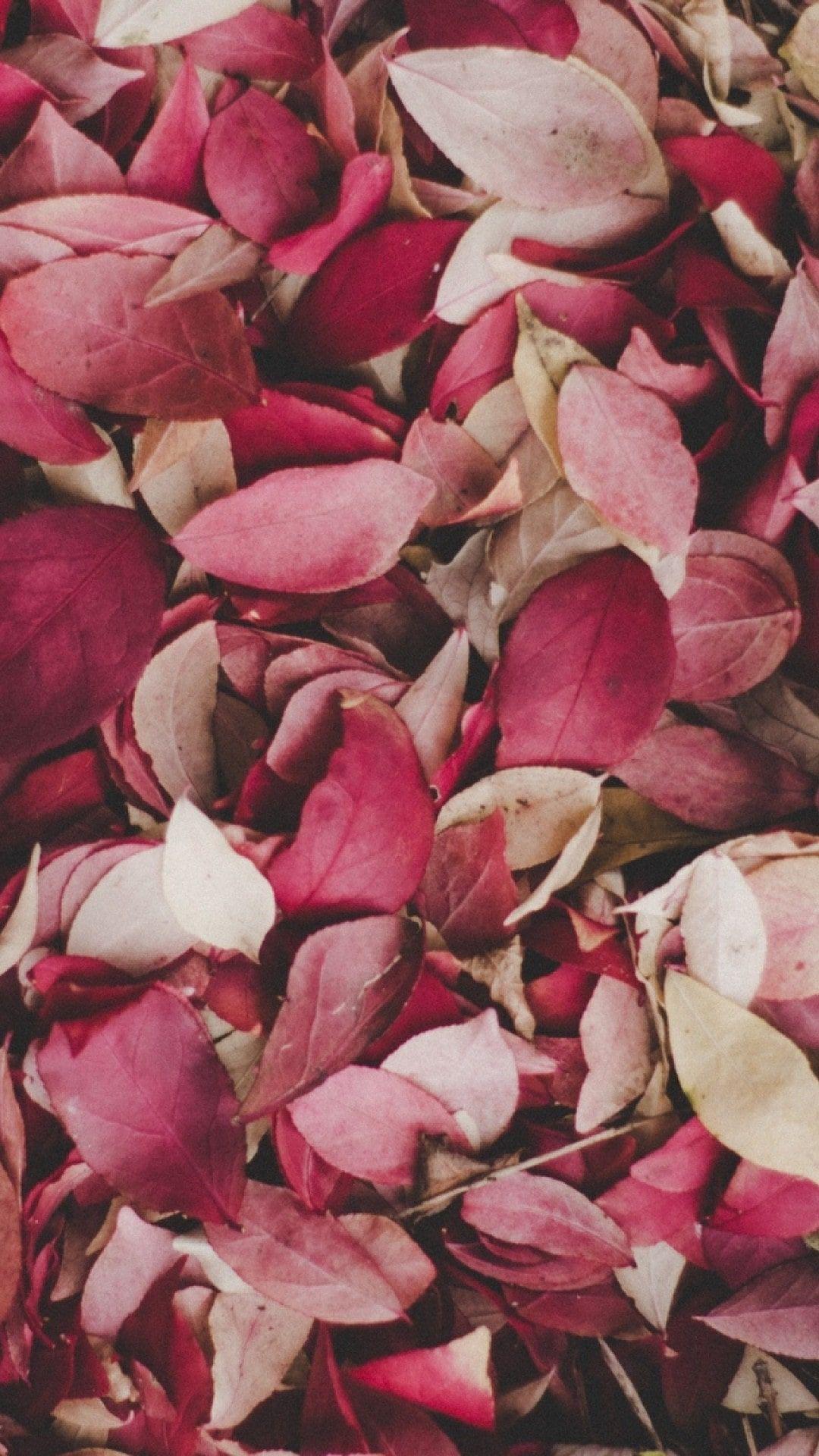 1080x1920 Aesthetic Leaves Wallpaper Free HD Wallpaper