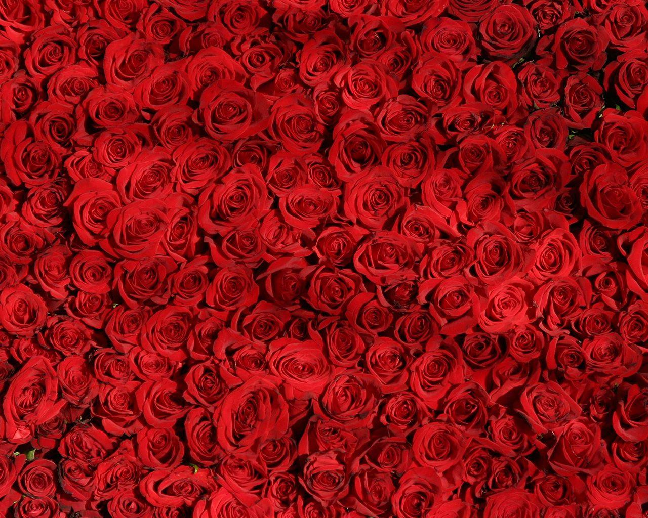 rose pattern background