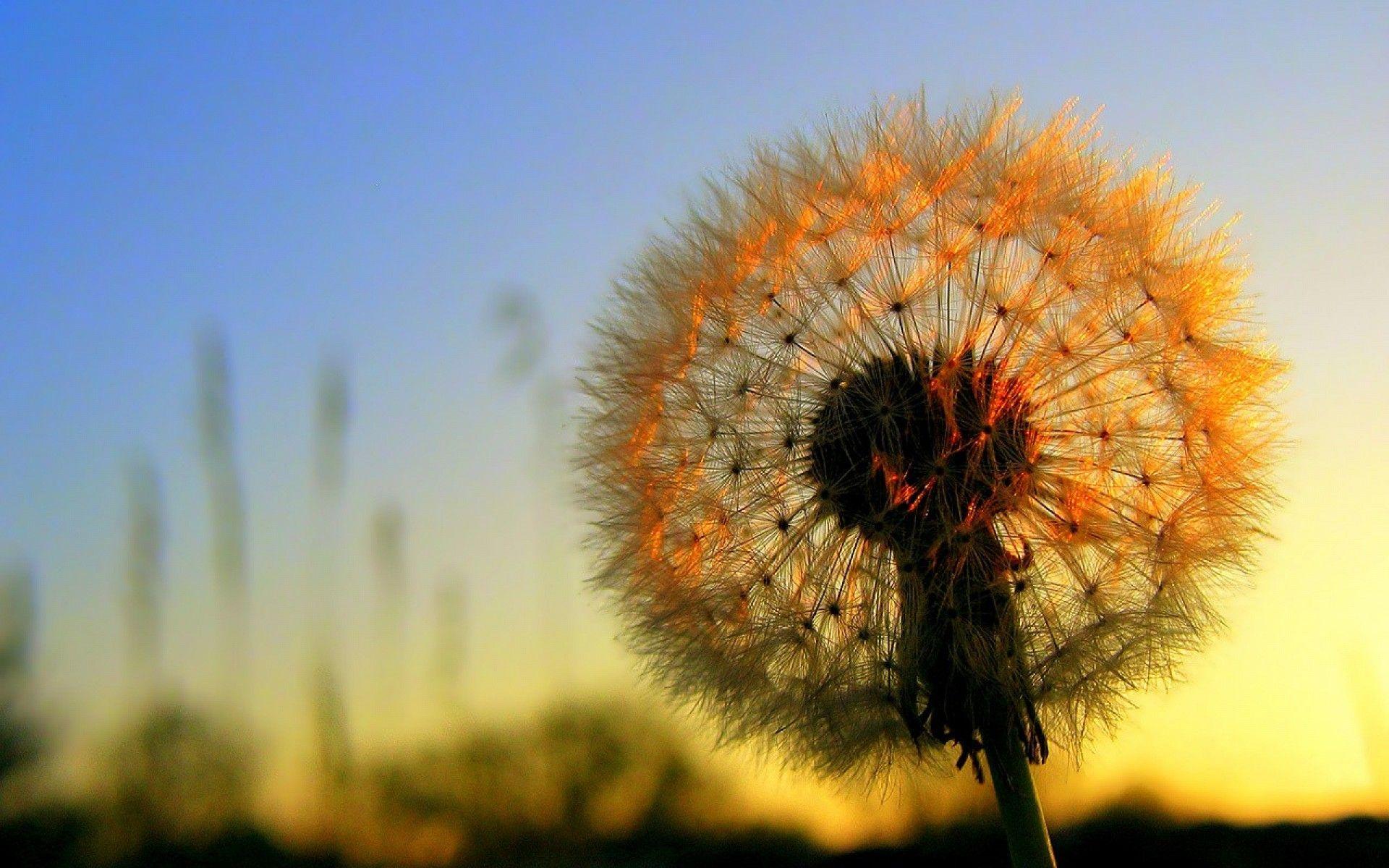 1920x1200 Pretty Dandelion Wallpaper