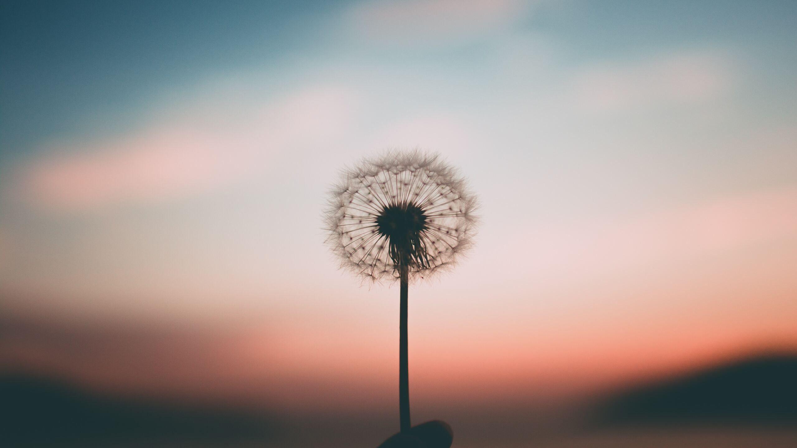 2560x1440 Dandelion 4k 1440P Resolution HD 4k Wallpaper, Image, Background, Photo and Picture