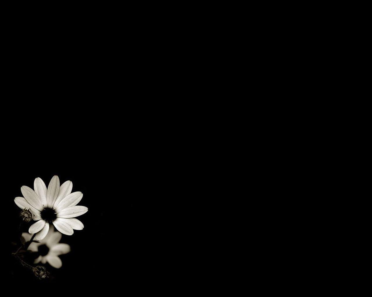 1280x1024 Minimal Black Flower [1280x1024]