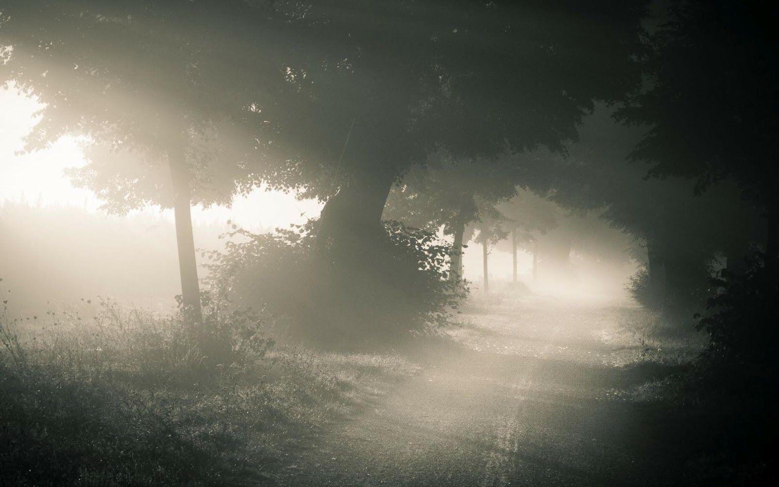 1600x1000 Fog Wallpaper