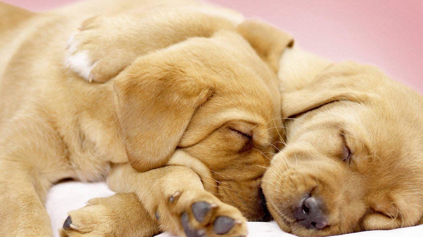 1366x768 Dog: Dog White Cute Doggy Boxer Desktop Wallpaper HD 16:9 High