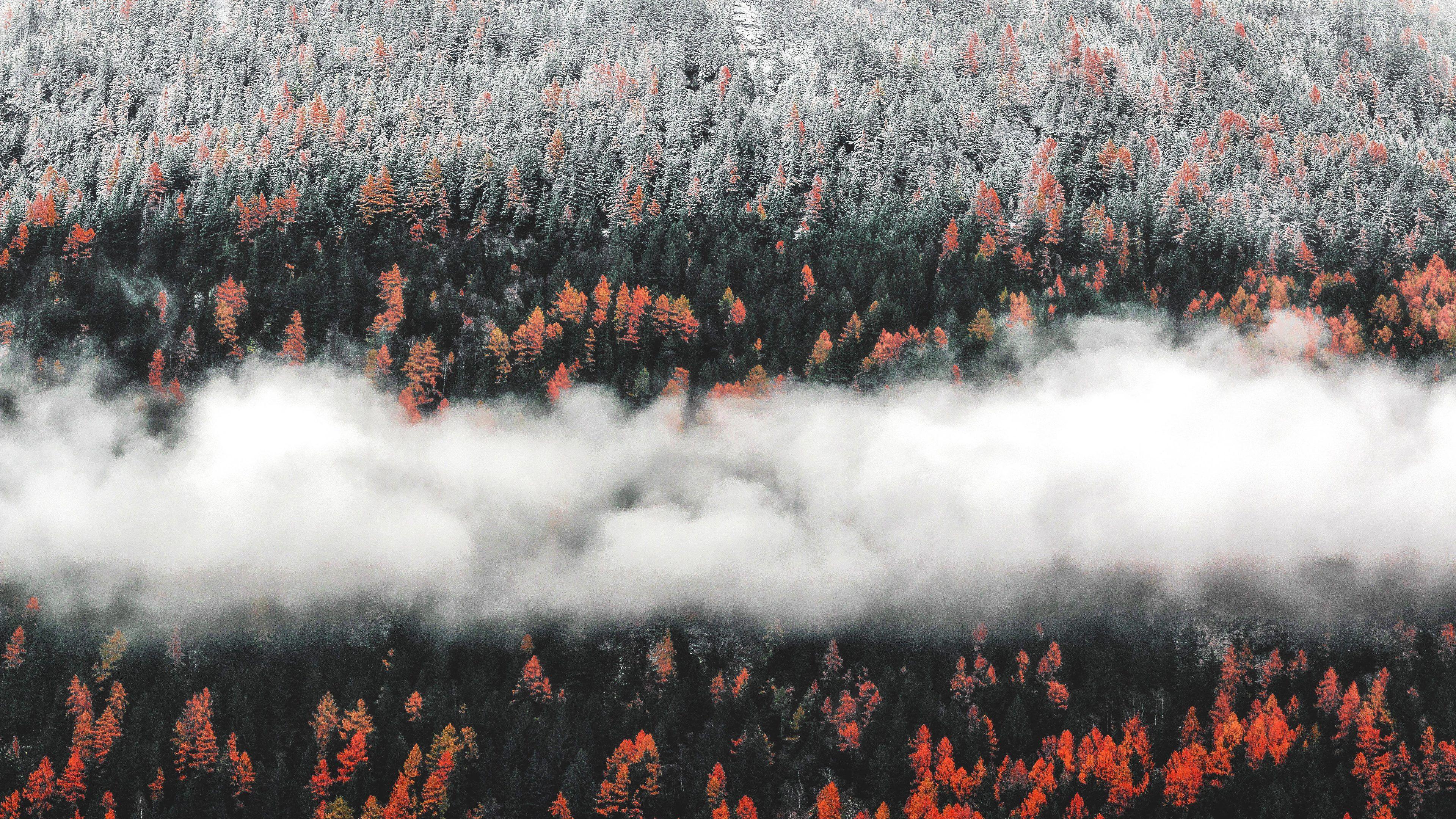 3840x2160 Wallpaper 4k Orange Tress Autumn Forest Landscape Mist Scenic Nature 4k 4k Wallpaper, 5k Wallpaper, Autumn Wallpaper, Fog Wallpaper, Forest Wallpaper, Hd Wallpaper, Landscape Wallpaper, Mist Wallpaper, Nature Wallpaper, Trees Wallpaper