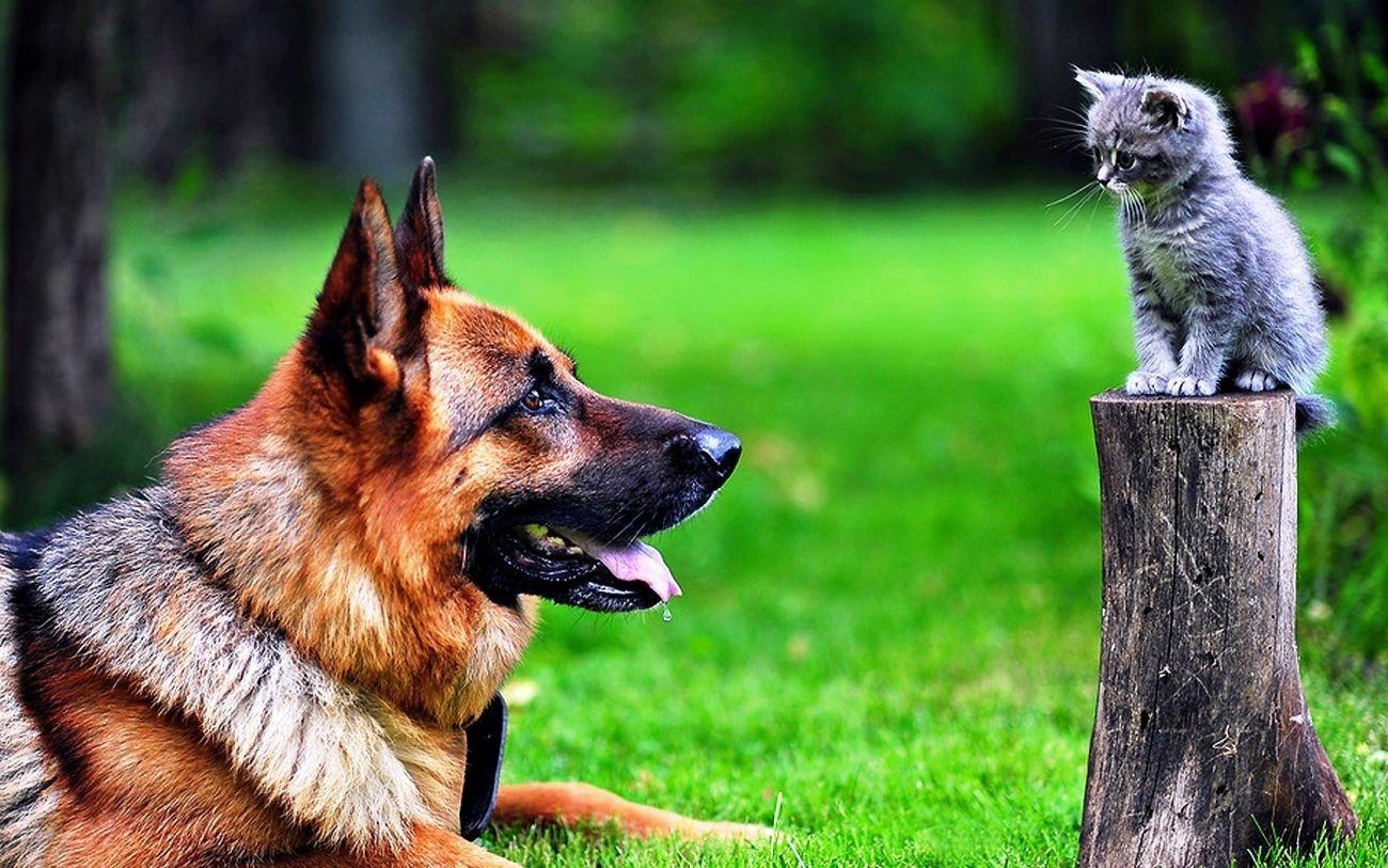 1300x813 Download Cat and Dog Wallpaper for Samsung Galaxy High Quality HD Wallpaper in 2K 4K 5K 8K 10K res. Cute cats and dogs, Animals friends, German shepherd wallpaper