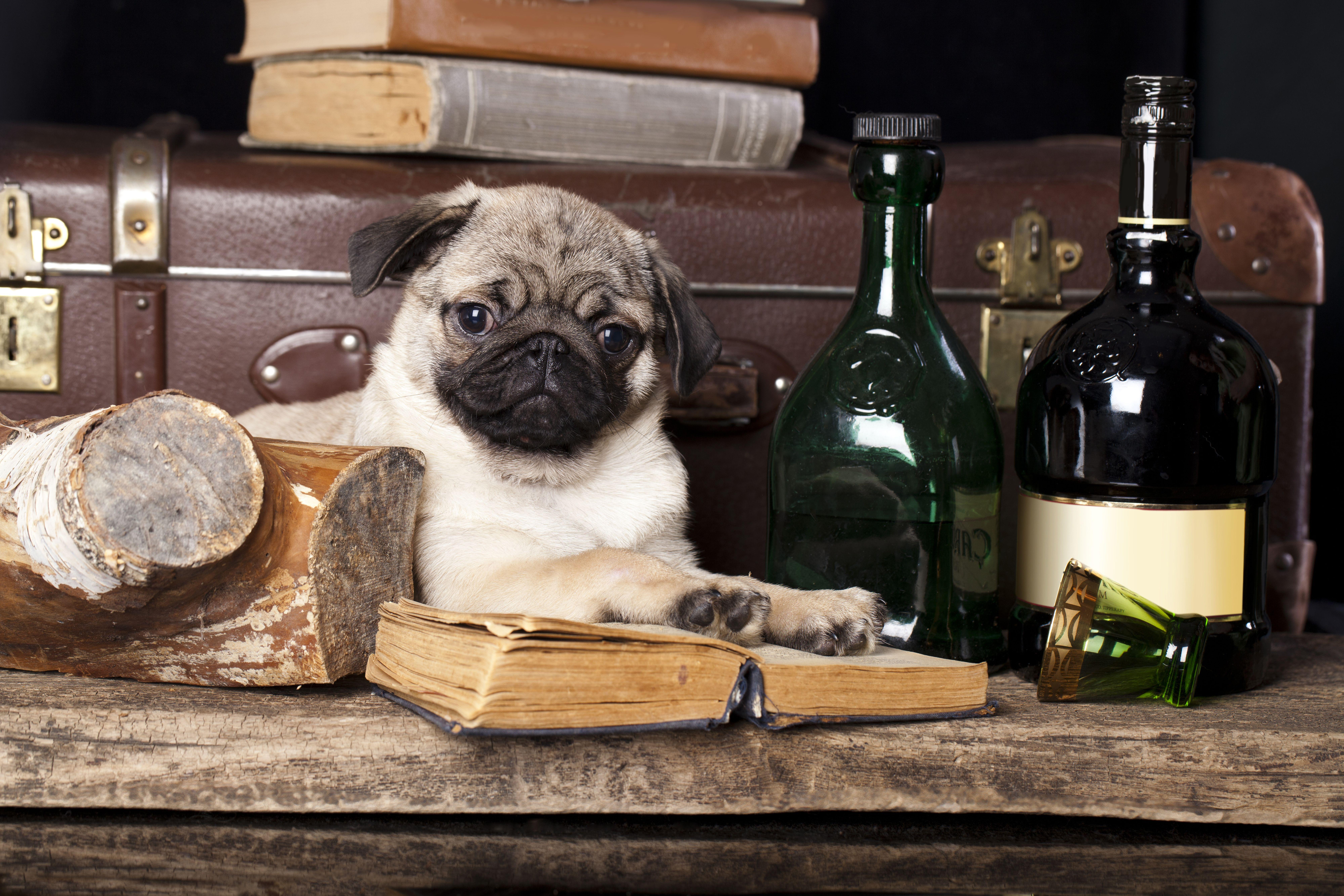 8000x5333 Download wallpaper 8000x5333 dog, pug, books, still life HD background