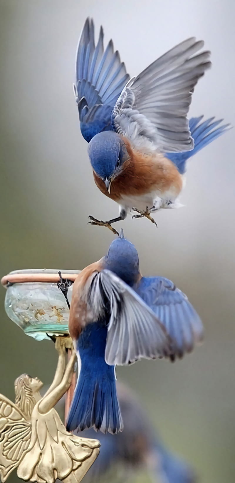 800x1644 HD couple in blue wallpaper