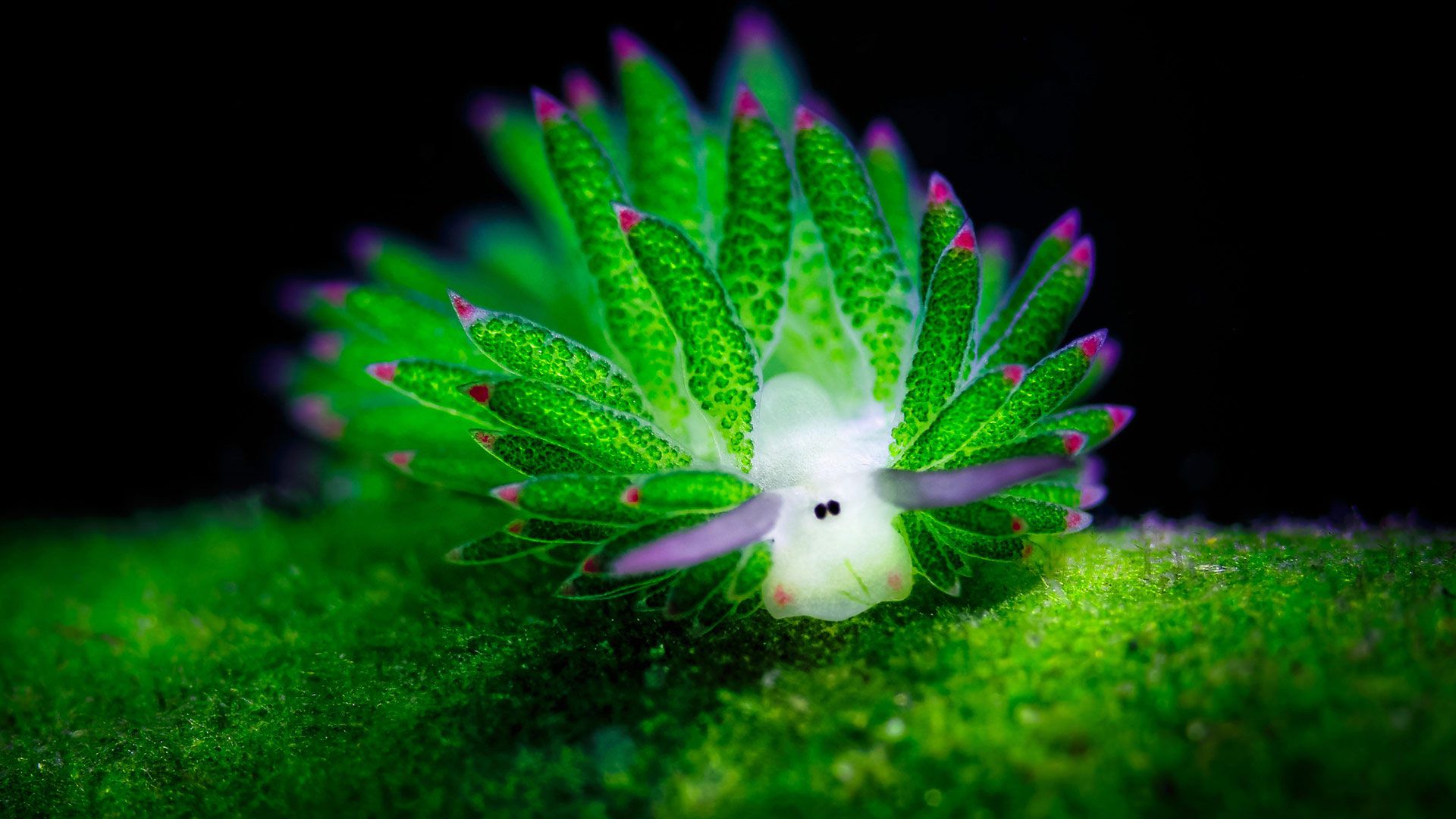 1920x1080 Bing image: Adorably evolutionary sea sheep Wallpaper Gallery
