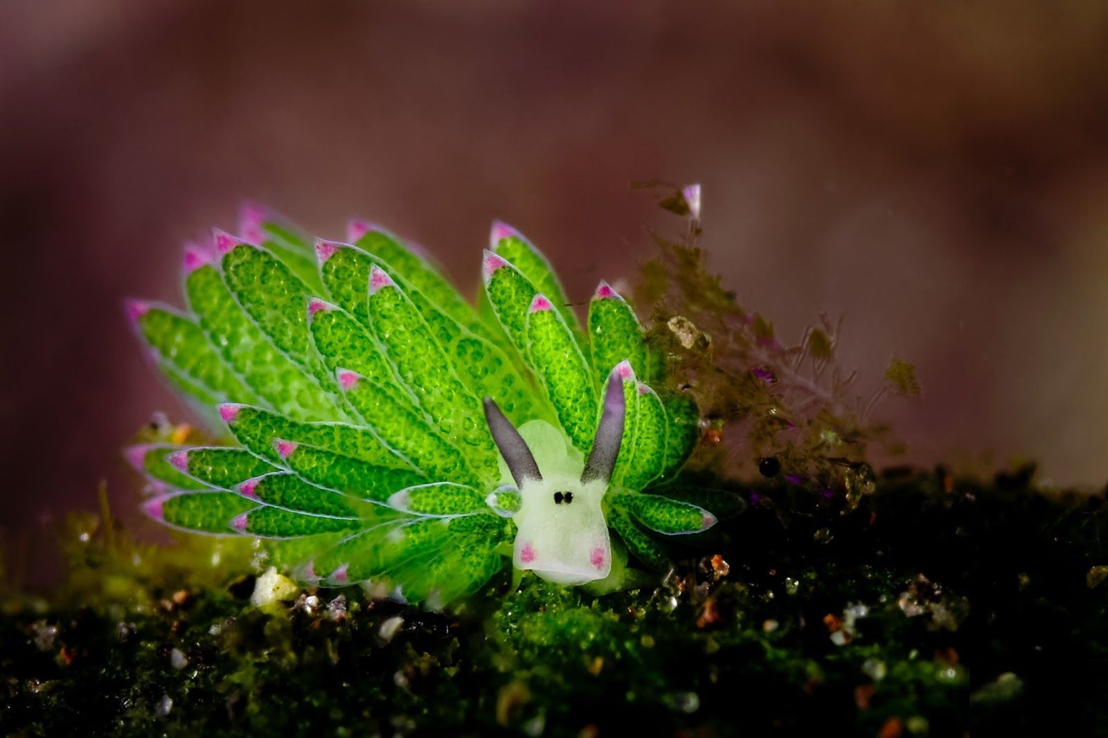1600x1066 Costasiella Kuroshimae: Vibrant Sea Slug HD Wallpaper Marvelx1066