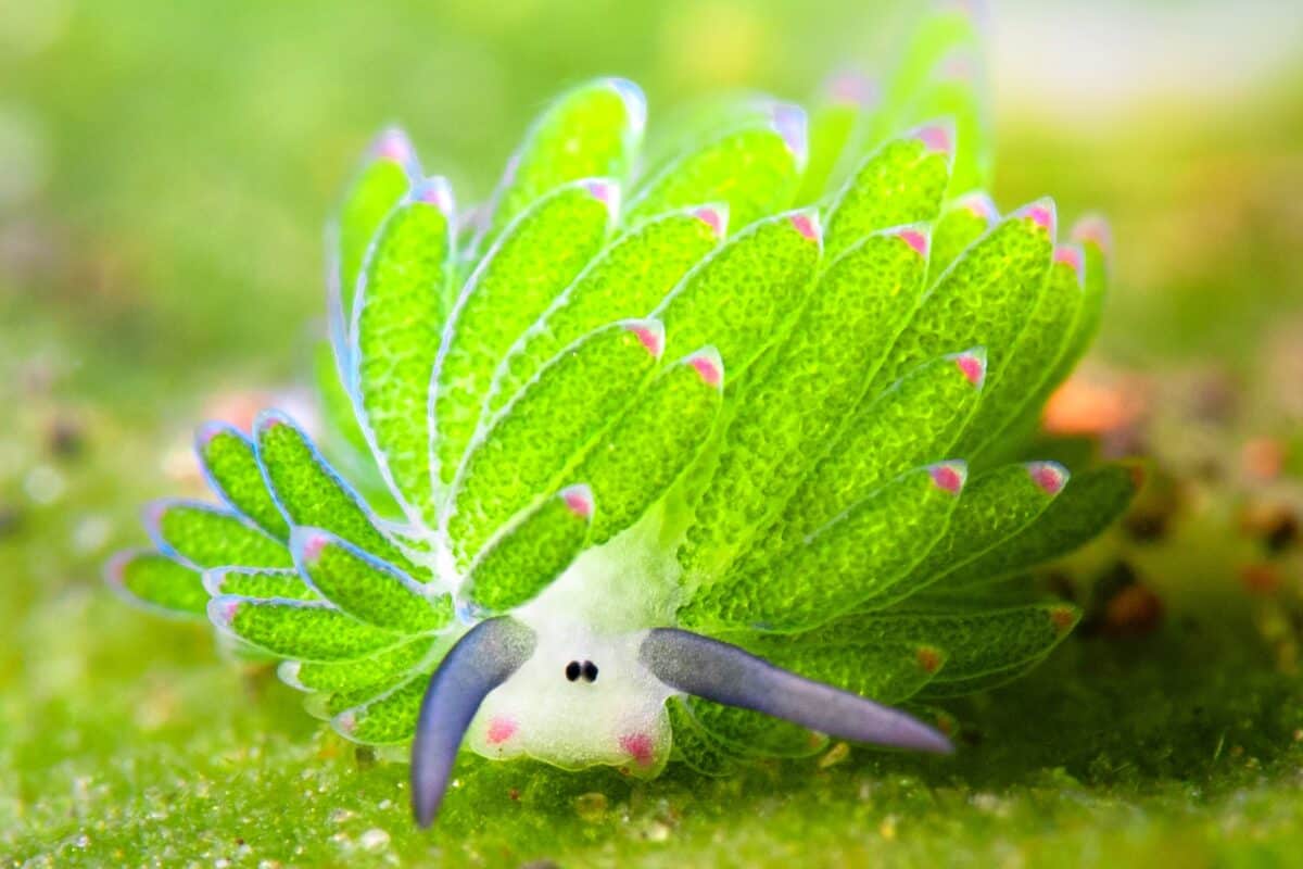 1200x800 Leaf Sheep (Costasiella kuroshimae): A Complete Overview