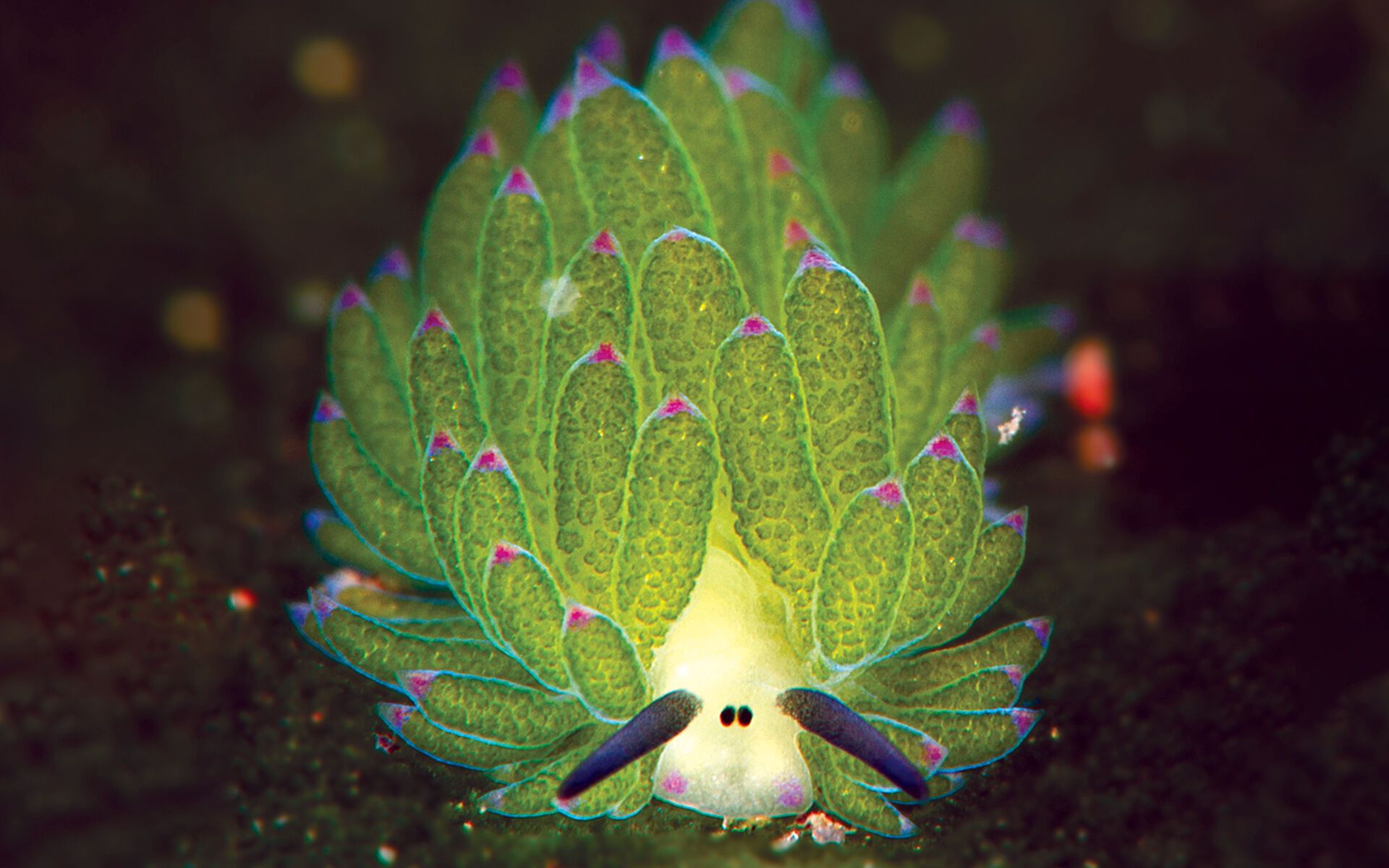 1920x1200 Sea Sheep