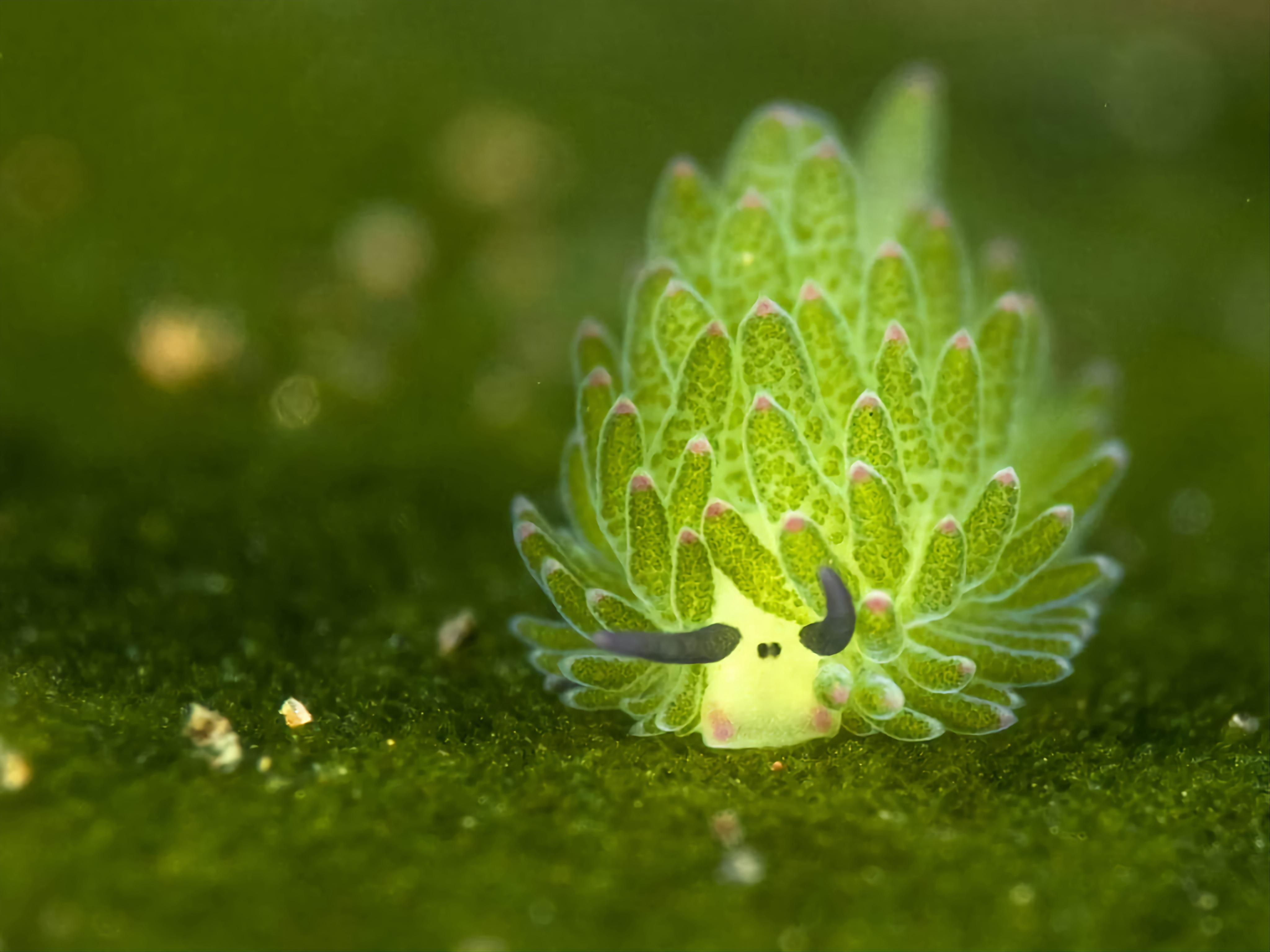 4096x3072 Leaf Sheep, Japan
