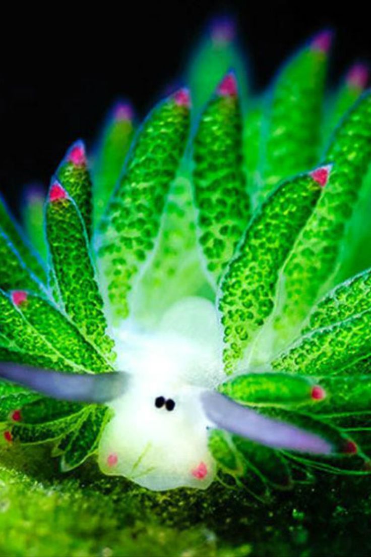 736x1104 Adorable Leaf Sheep: The Cutest Slugs in the Sea. Animaux, Limace de mer, Marins