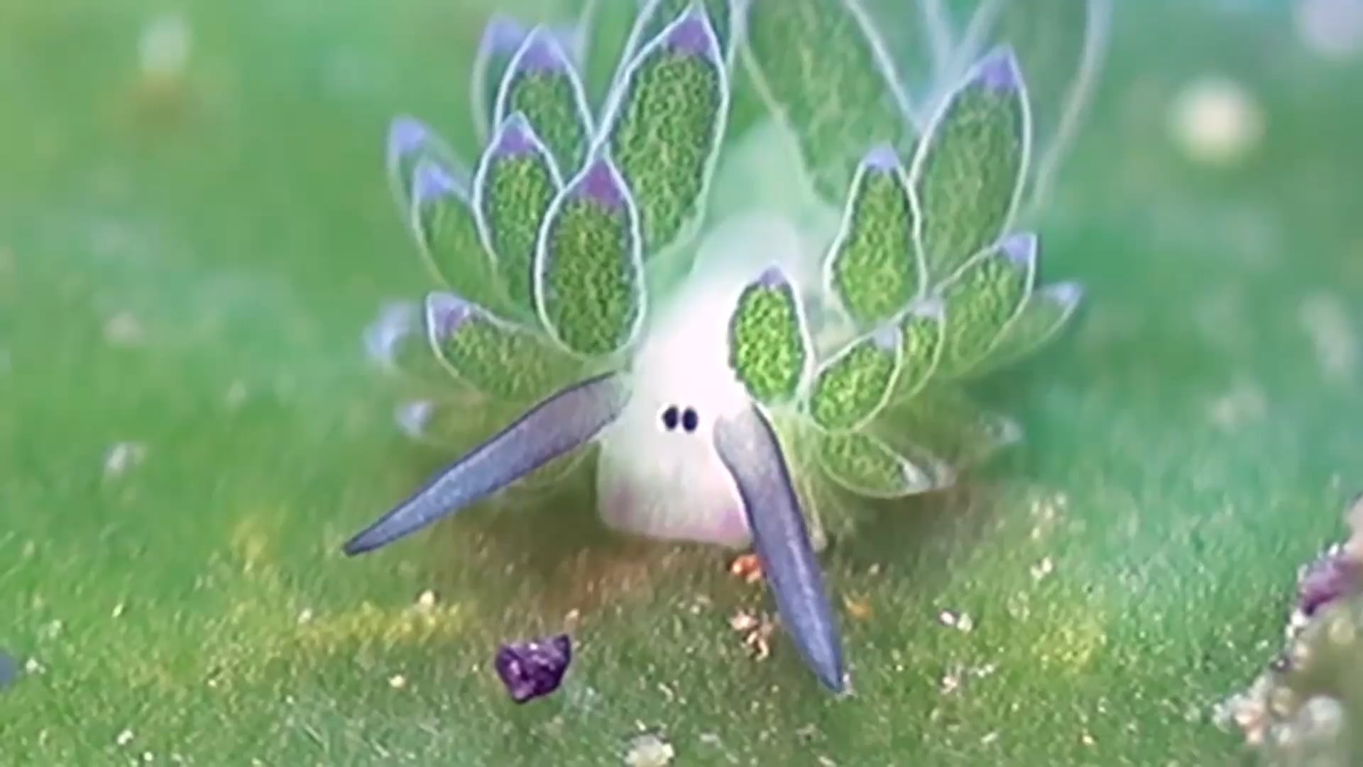 1920x1080 Meet the 'Leaf sheep'. A slug that looks like a leaf, with the face of a sheep and it lives in
