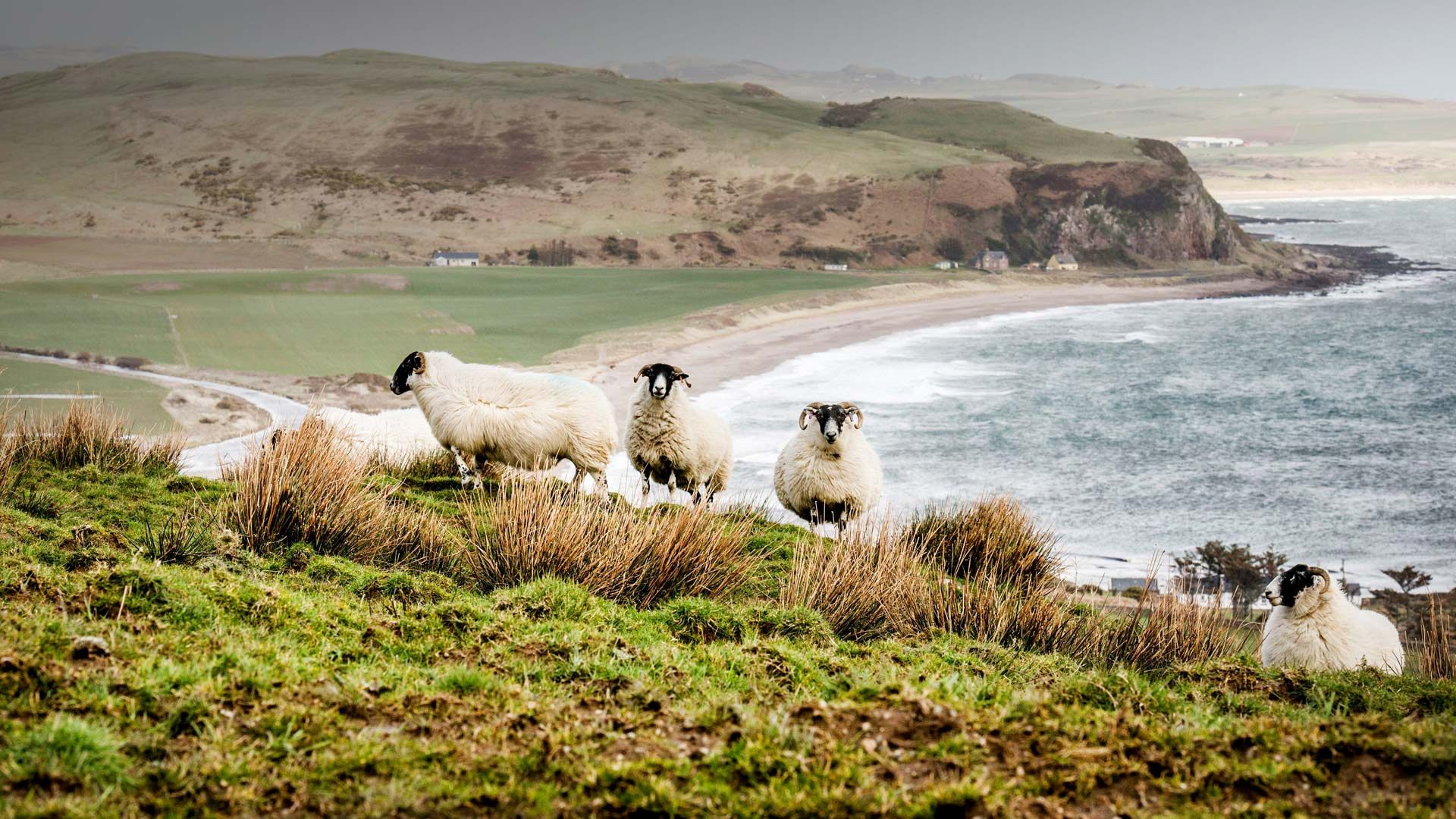 1920x1080 Wallpaper sea, landscape, sheep, Scotland, Scottish highlands for mobile and desktop, section животные, resolution 1920x1080